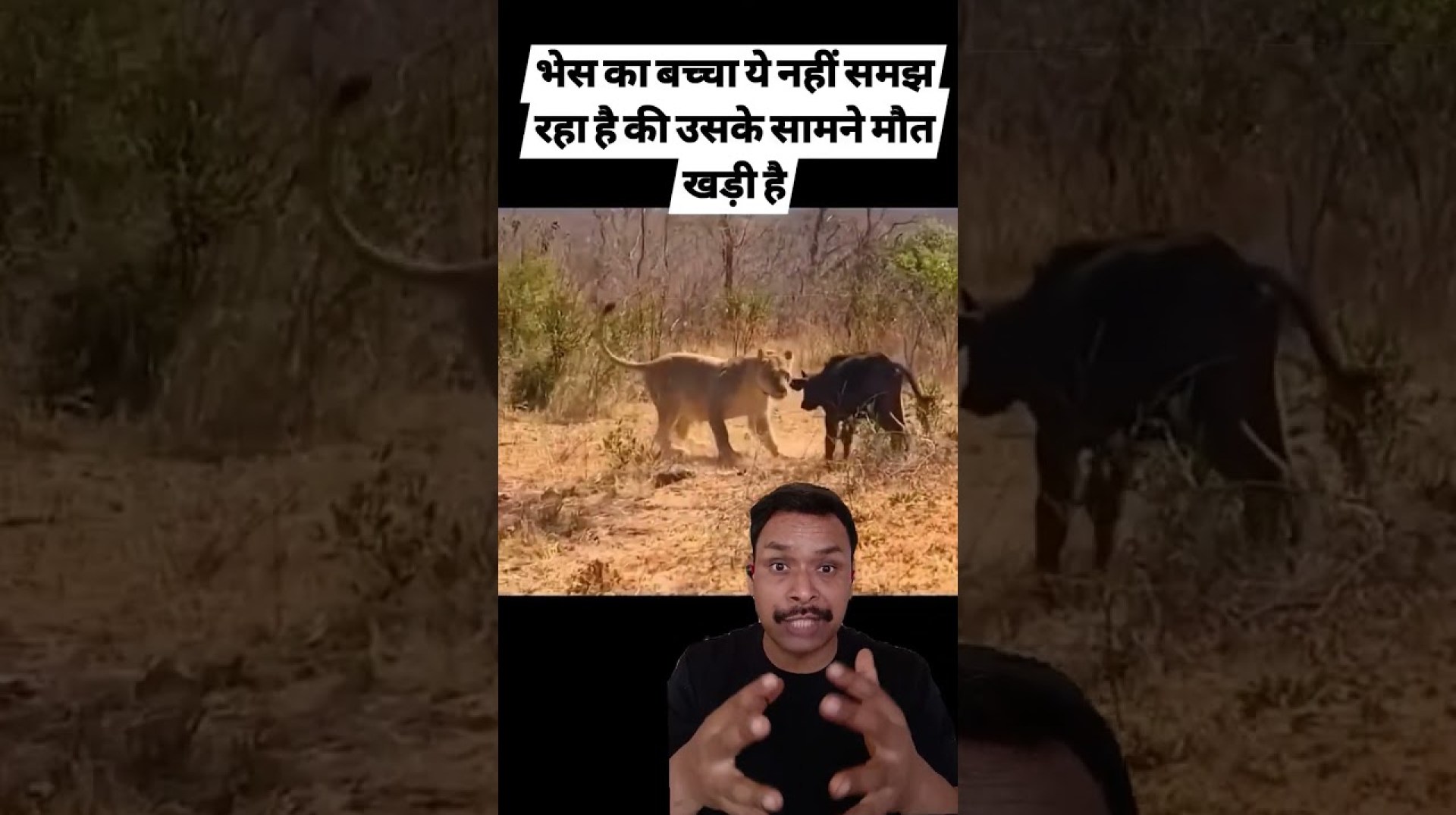 Buffalo vs Lions: Attack in South Africa's Wild! #africa #lion #nature #trending #wildlife Buffalo vs Lions: Attack in South Africa's Wild! #africa #lion #nature #trending #wildlife