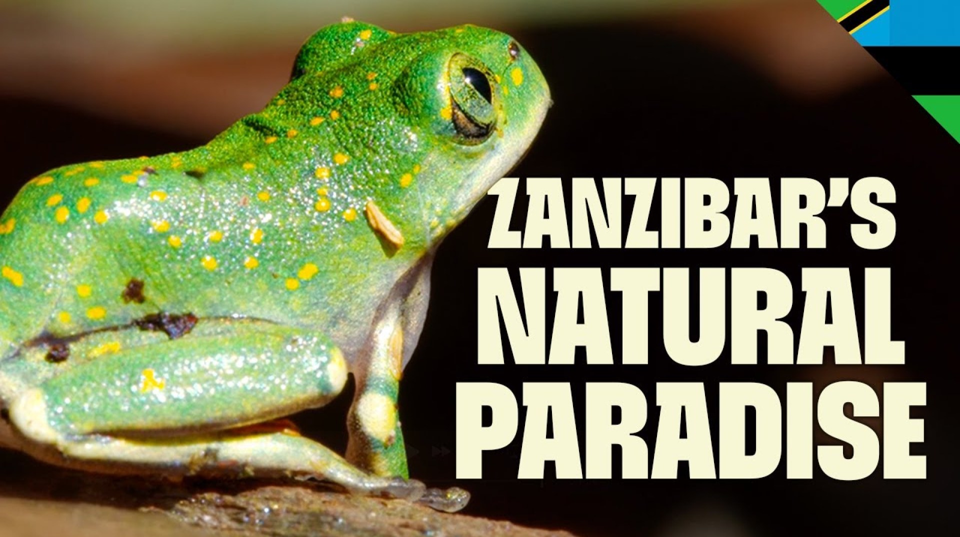 The Wild Heart of Zanzibar | FULL DOCUMENTARY | Destination Wild: Wild Islands | @UltimateNatureDocs The Wild Heart of Zanzibar | FULL DOCUMENTARY | Destination Wild: Wild Islands | @UltimateNatureDocs