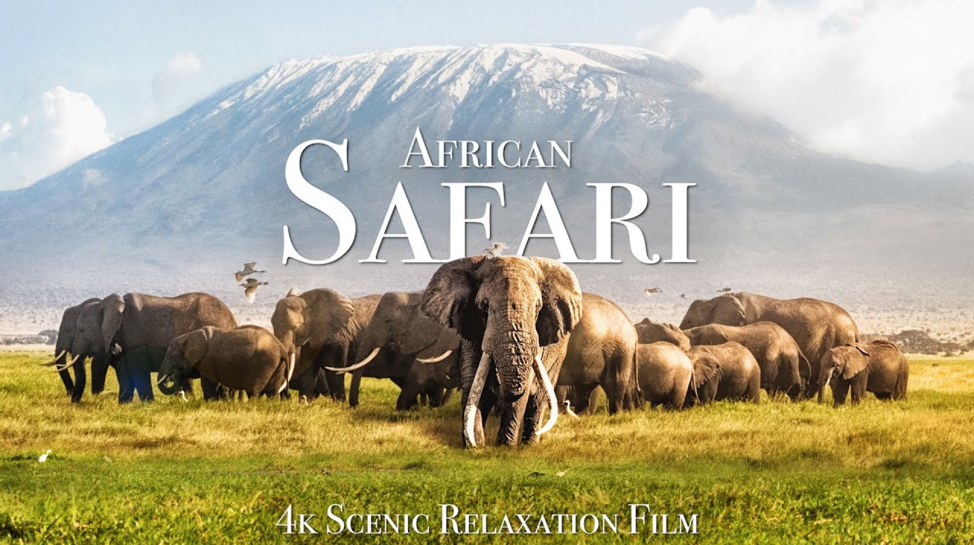 African Safari 4K – Scenic Wildlife Film With African Music African Safari 4K – Scenic Wildlife Film With African Music