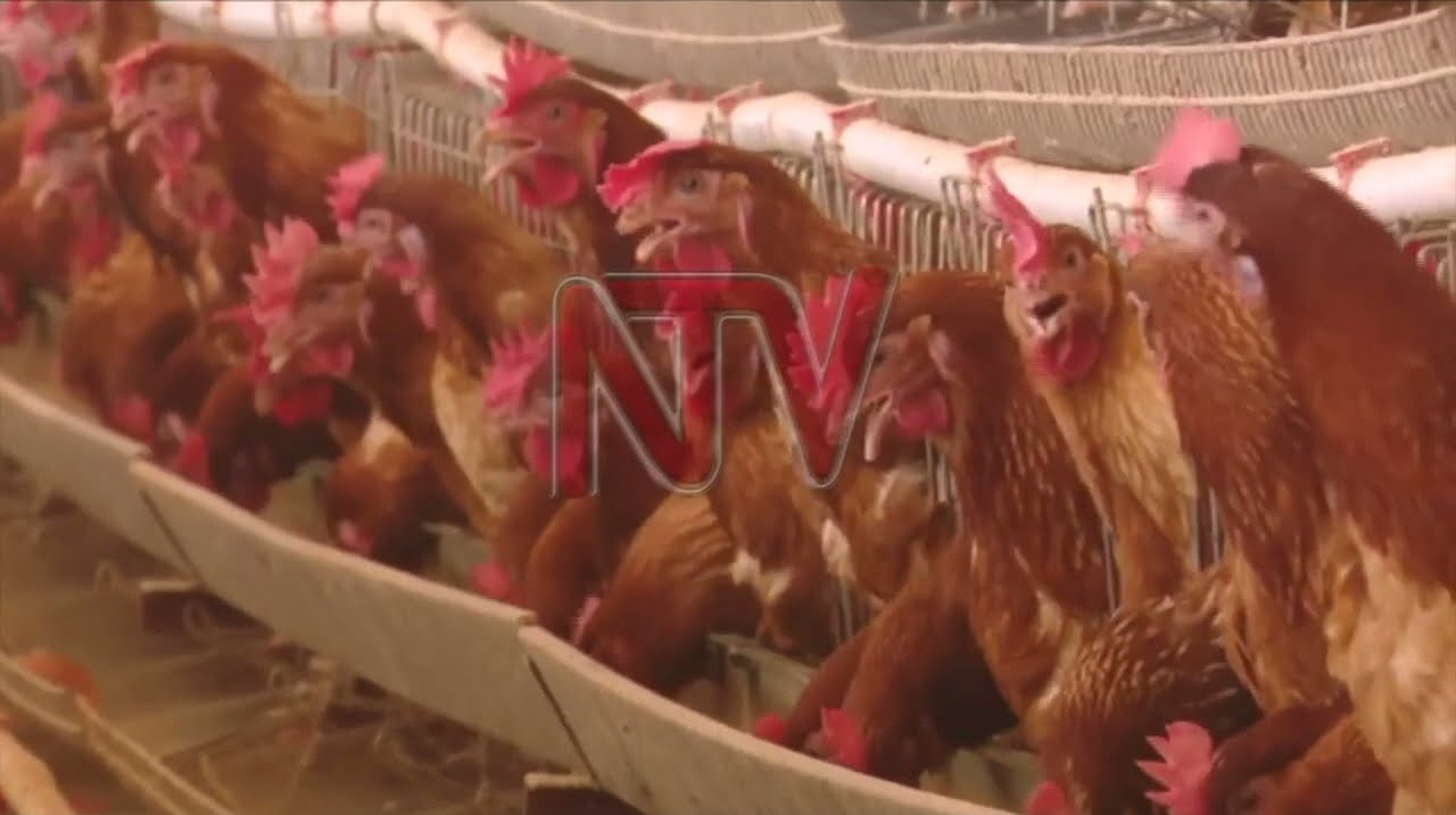 Ugandan farmers push for stronger laws amid ongoing trade challenges Ugandan farmers push for stronger laws amid ongoing trade challenges