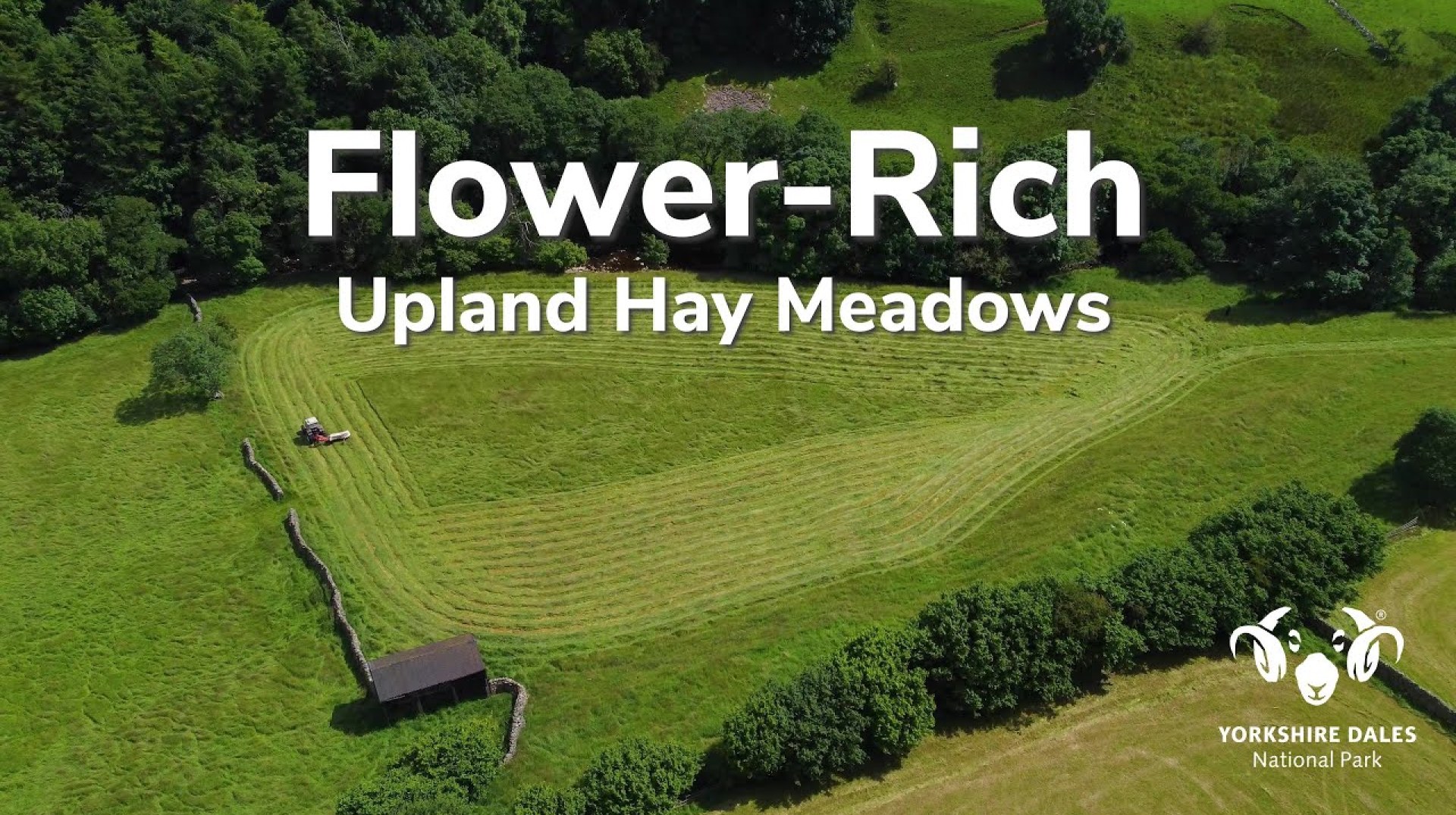 10 Special Qualities | Hay Meadows | Yorkshire Dales National Park 10 Special Qualities | Hay Meadows | Yorkshire Dales National Park