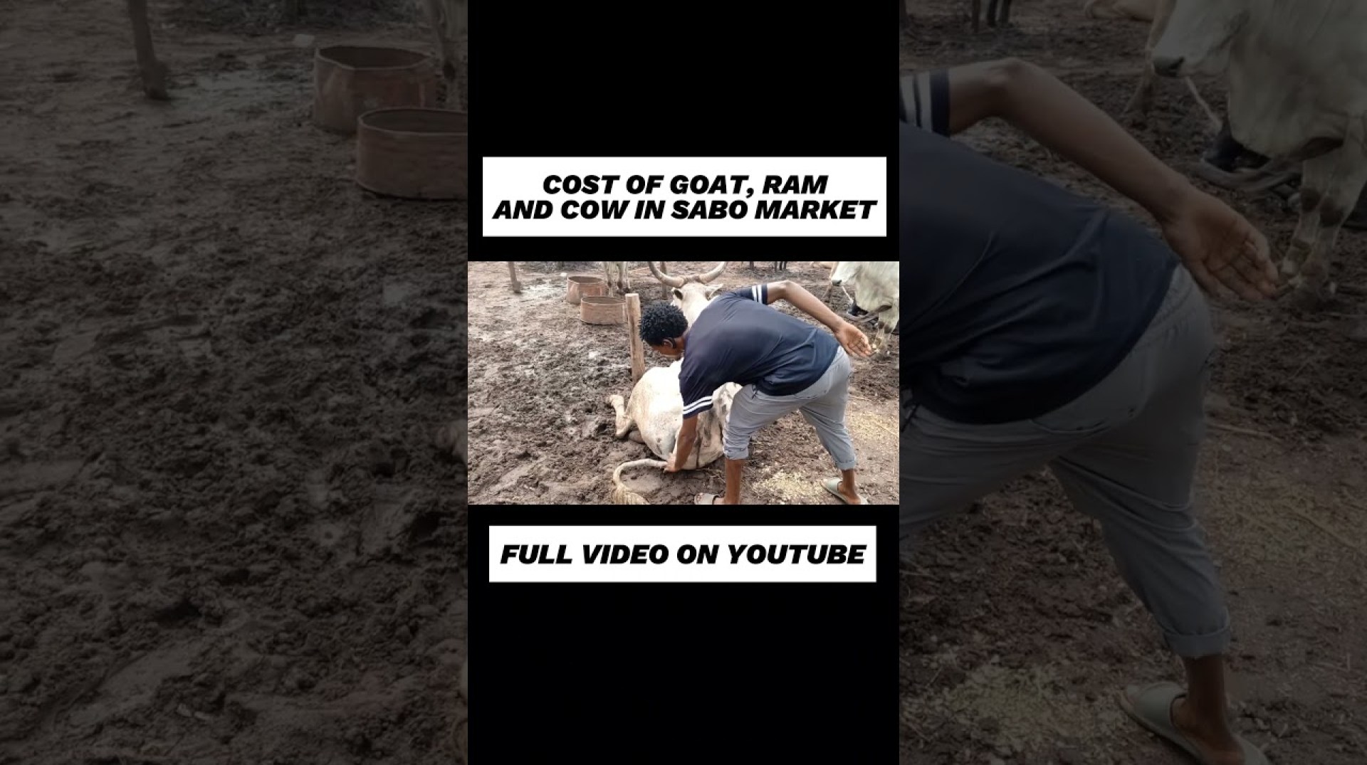PRICE OF RAM, GOAT & COW FOR ILEYA FESTIVAL | LAGOS NIGERIA | PRICE OF RAM FOR SALLAH FESTIVAL 2024 PRICE OF RAM, GOAT & COW FOR ILEYA FESTIVAL | LAGOS NIGERIA | PRICE OF RAM FOR SALLAH FESTIVAL 2024
