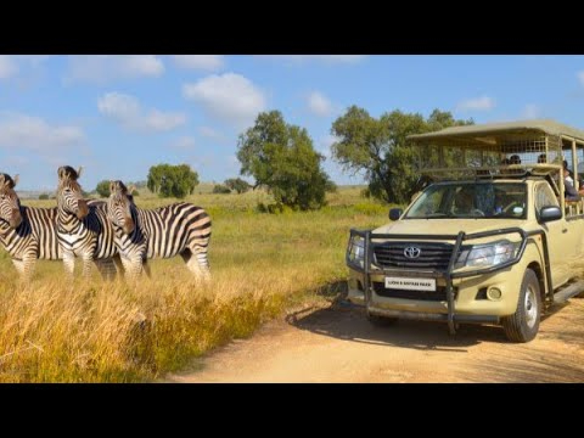 Full Day Ultimate Pilanesberg National Park Safari from Johannesburg | South Africa | June 2024 Full Day Ultimate Pilanesberg National Park Safari from Johannesburg | South Africa | June 2024