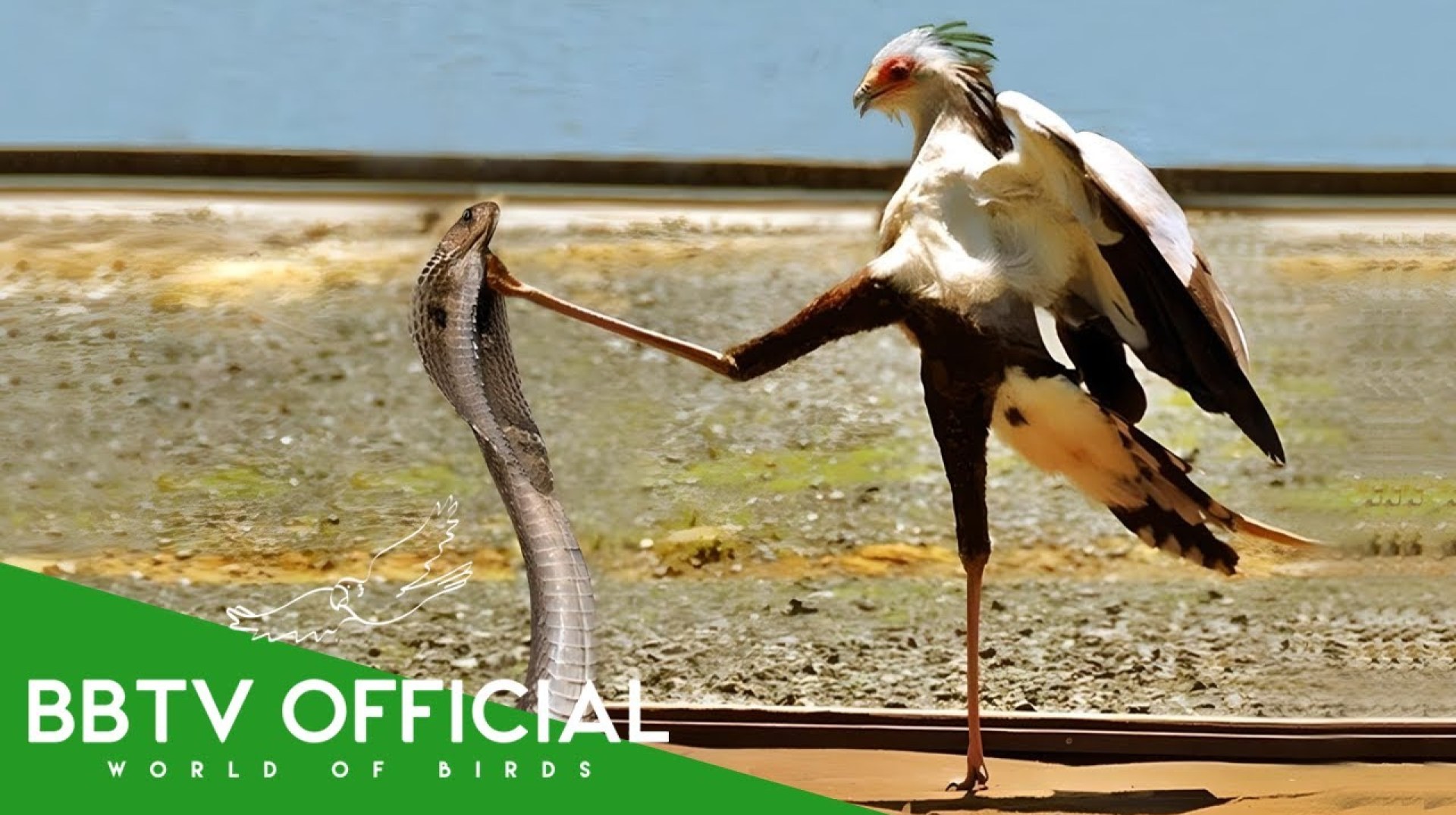 THE SECRETARY BIRD: Nature’s Most Powerful Hunter in Action! | Animals Documentary | BBTV Official THE SECRETARY BIRD: Nature’s Most Powerful Hunter in Action! | Animals Documentary | BBTV Official
