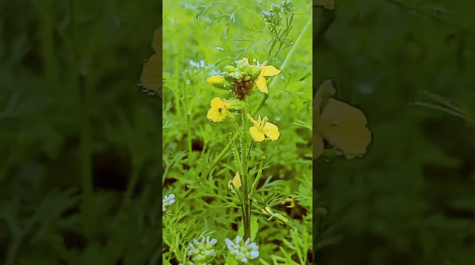 The Rural Farmers Revolutionizing Agriculture #shorts #shortsfeed The Rural Farmers Revolutionizing Agriculture #shorts #shortsfeed