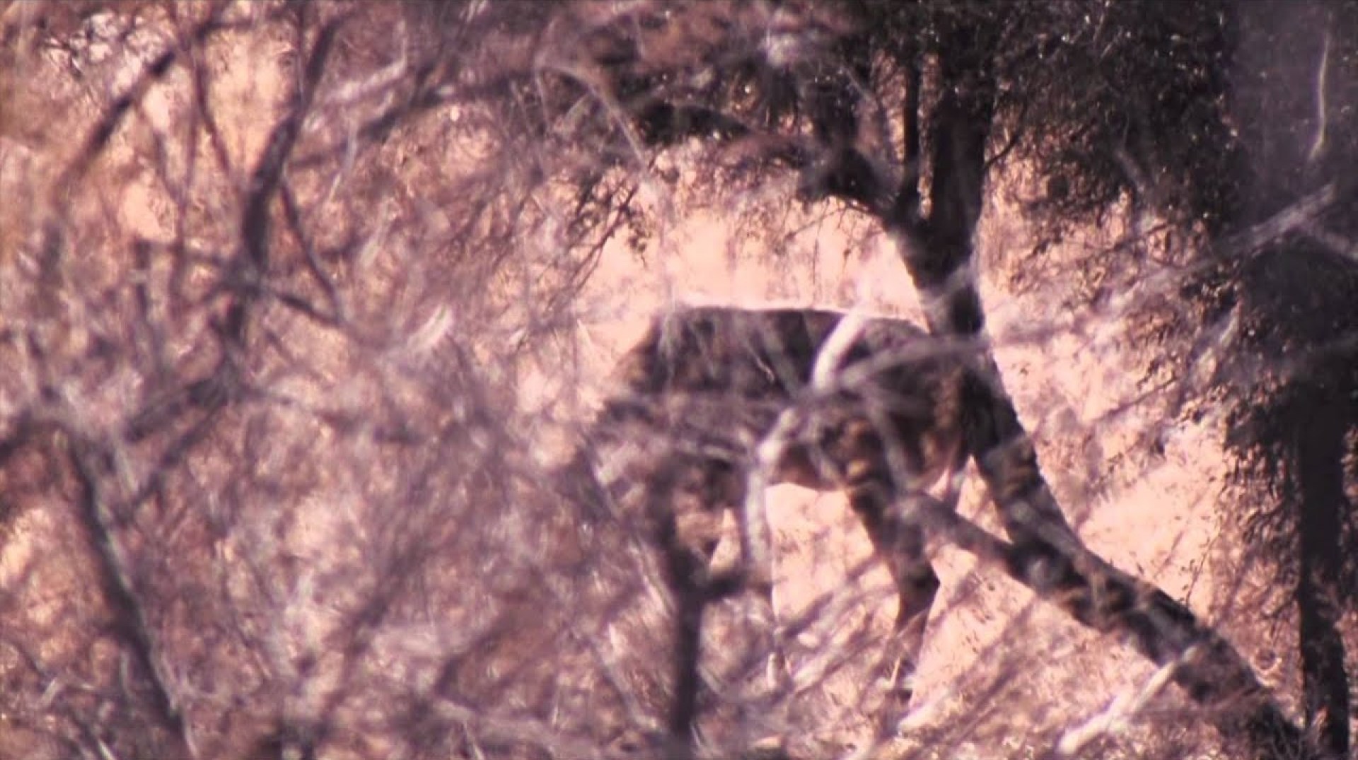 Jim Shockeys Hunting Adventures – Namibia Safari with Dad Jim Shockeys Hunting Adventures – Namibia Safari with Dad