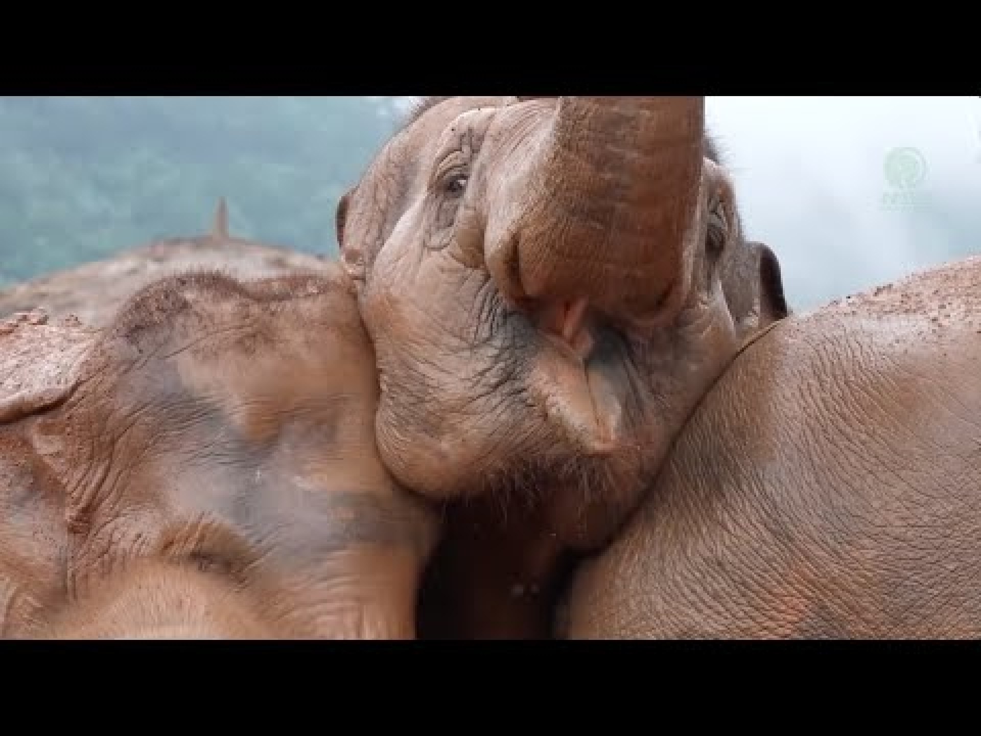 The Elephant Who Leads with Love – ElephantNews The Elephant Who Leads with Love – ElephantNews