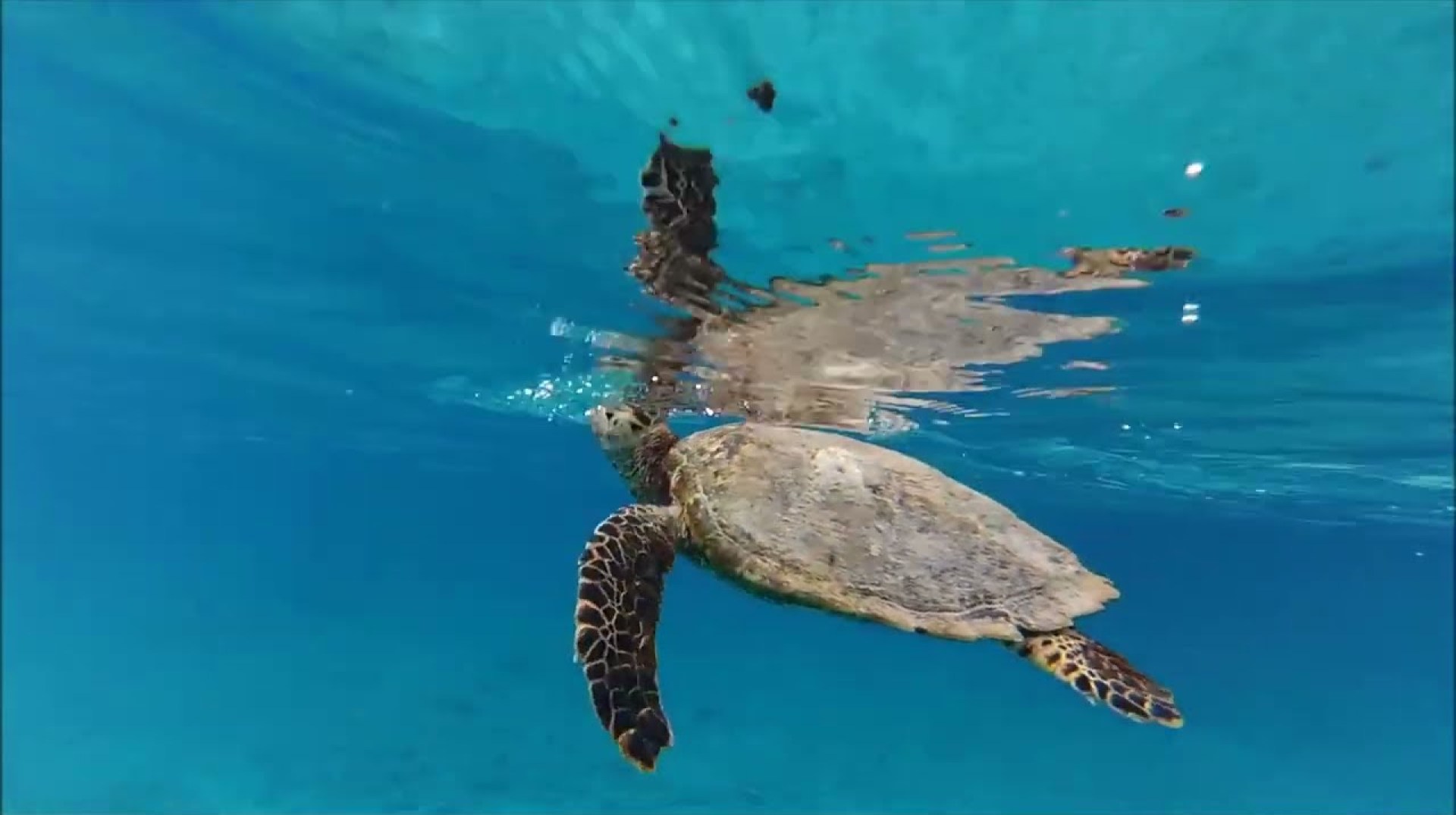 Cousine Private Island – Seychelles Luxury Holiday Destination Cousine Private Island – Seychelles Luxury Holiday Destination