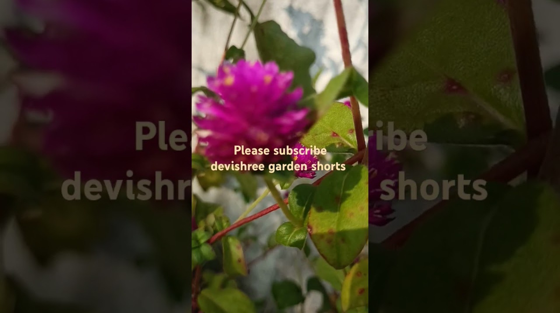 Vaada mali poo #shorts #gardening #terrace garderning #viral #trending #agriculture Vaada mali poo #shorts #gardening #terrace garderning #viral #trending #agriculture