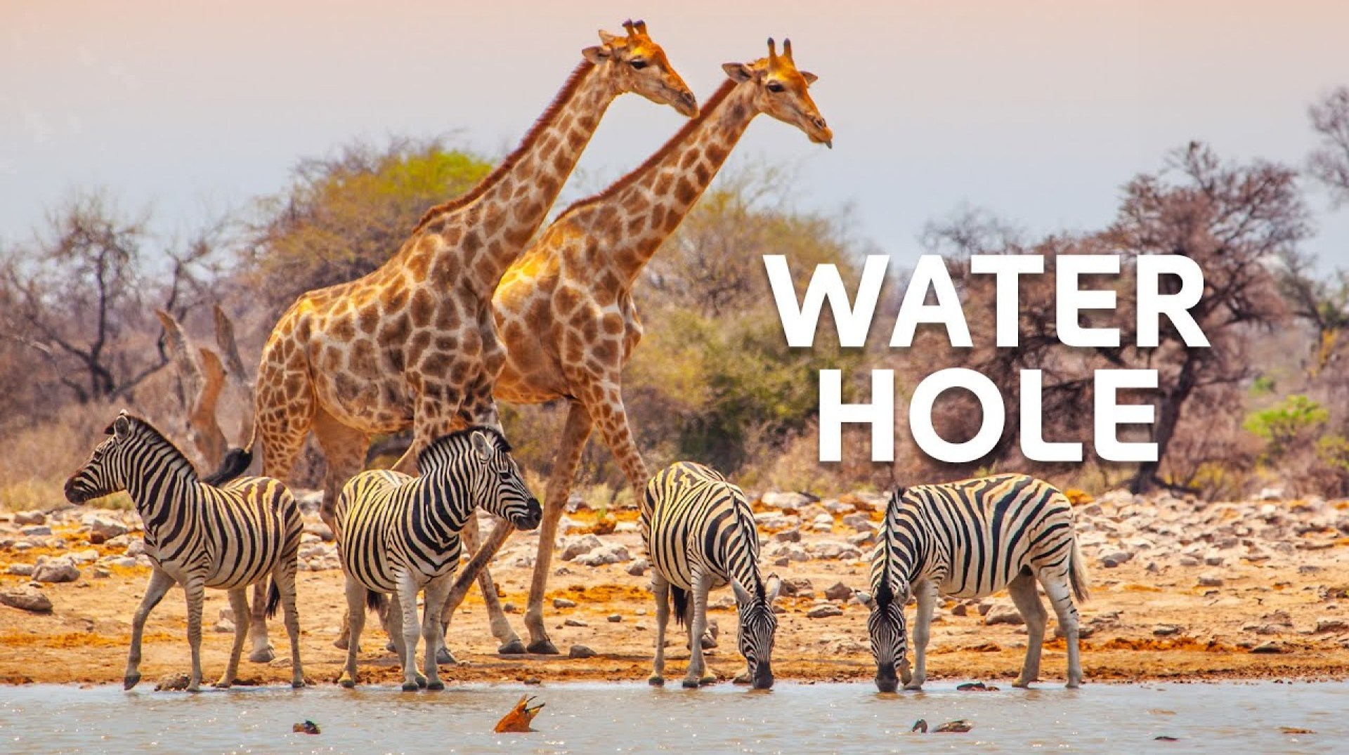 Africa's Animal Oasis | Waterhole Documentary Africa's Animal Oasis | Waterhole Documentary