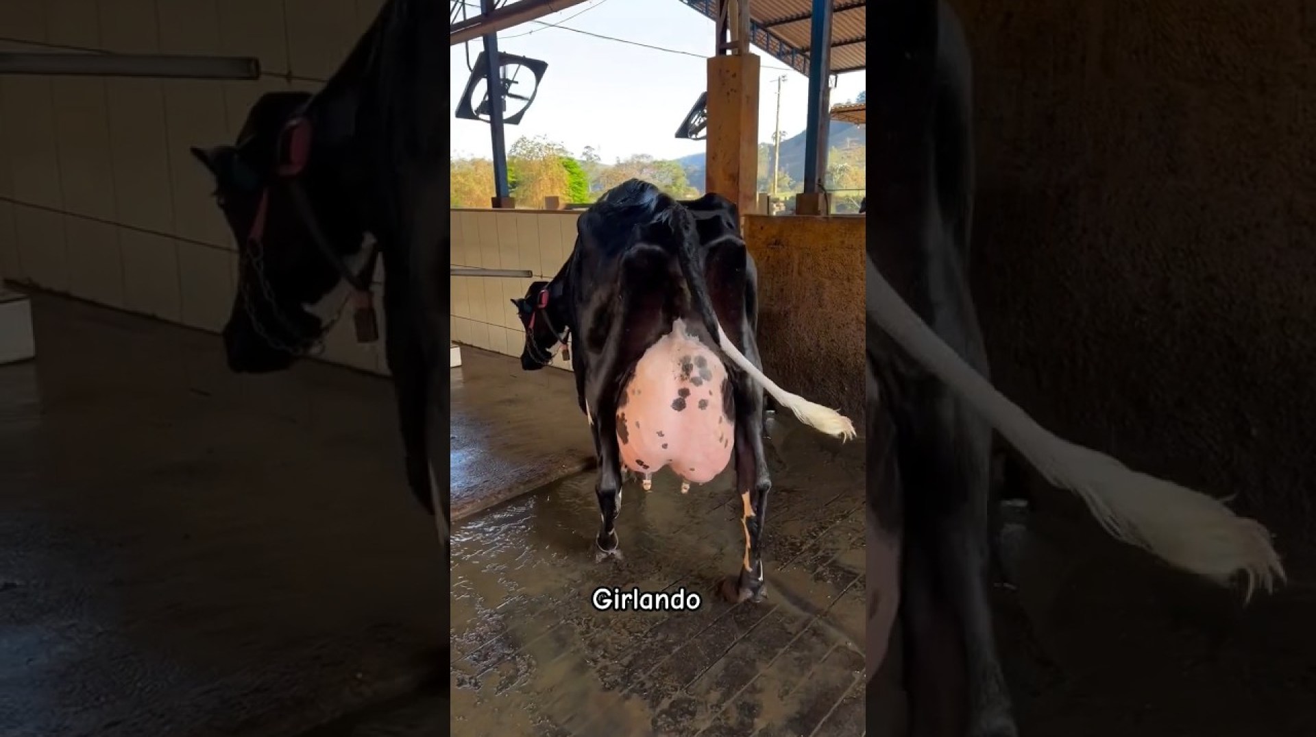 80 liter milk #girlando #hf #cow biggest milk cow #trending #viralshort 80 liter milk #girlando #hf #cow biggest milk cow #trending #viralshort