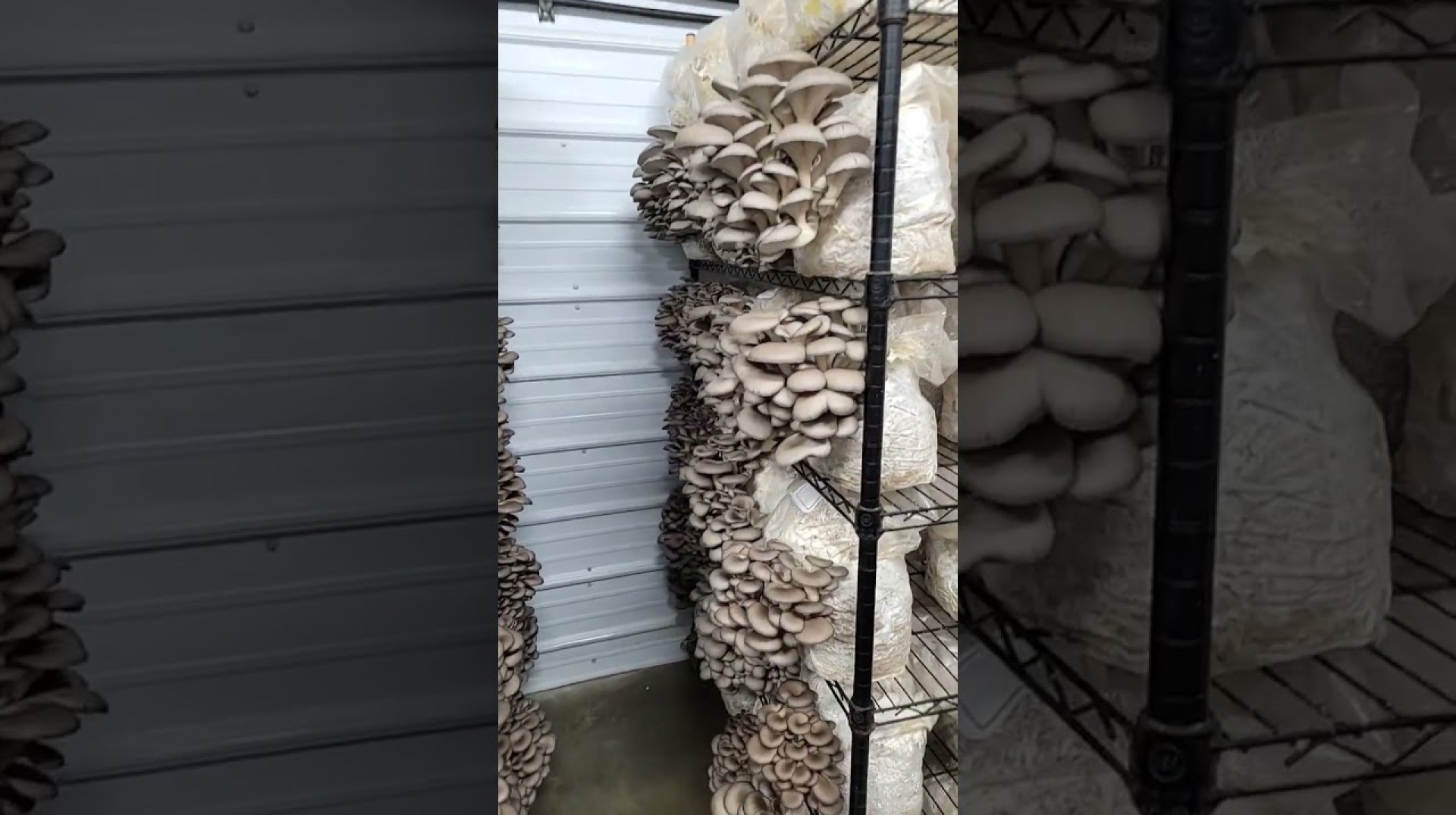 Blue Oyster Mushroom Harvest!! Blue Oyster Mushroom Harvest!!
