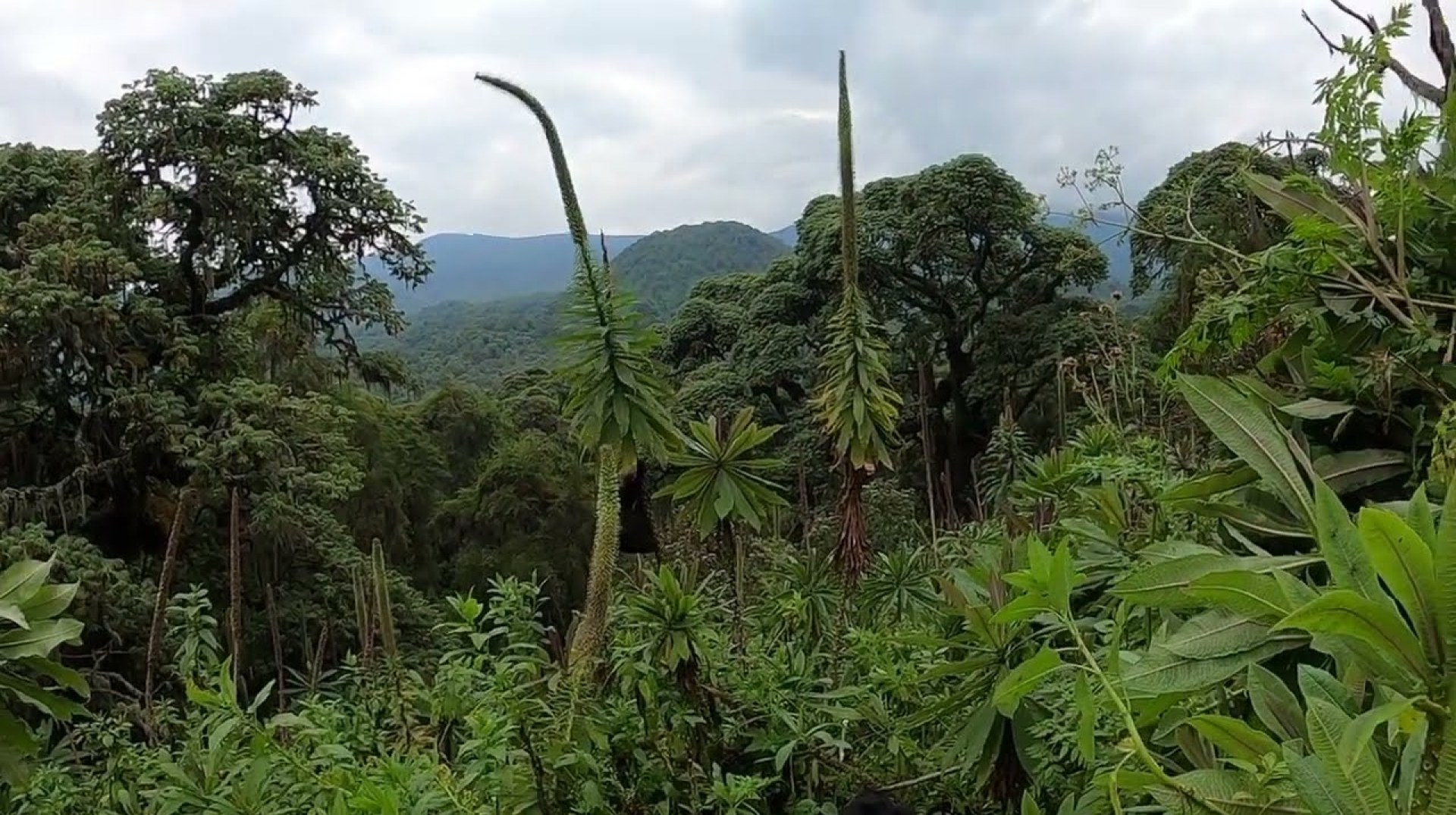 Gorilla trekking Rwanda – Gorilla baby climbing Gorilla trekking Rwanda – Gorilla baby climbing
