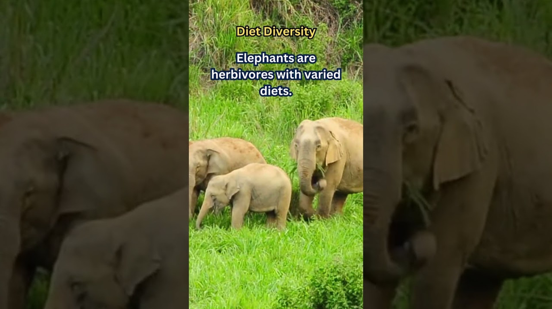 The Interesting Natures of Elephant #Diet Diversity #Shorts The Interesting Natures of Elephant #Diet Diversity #Shorts