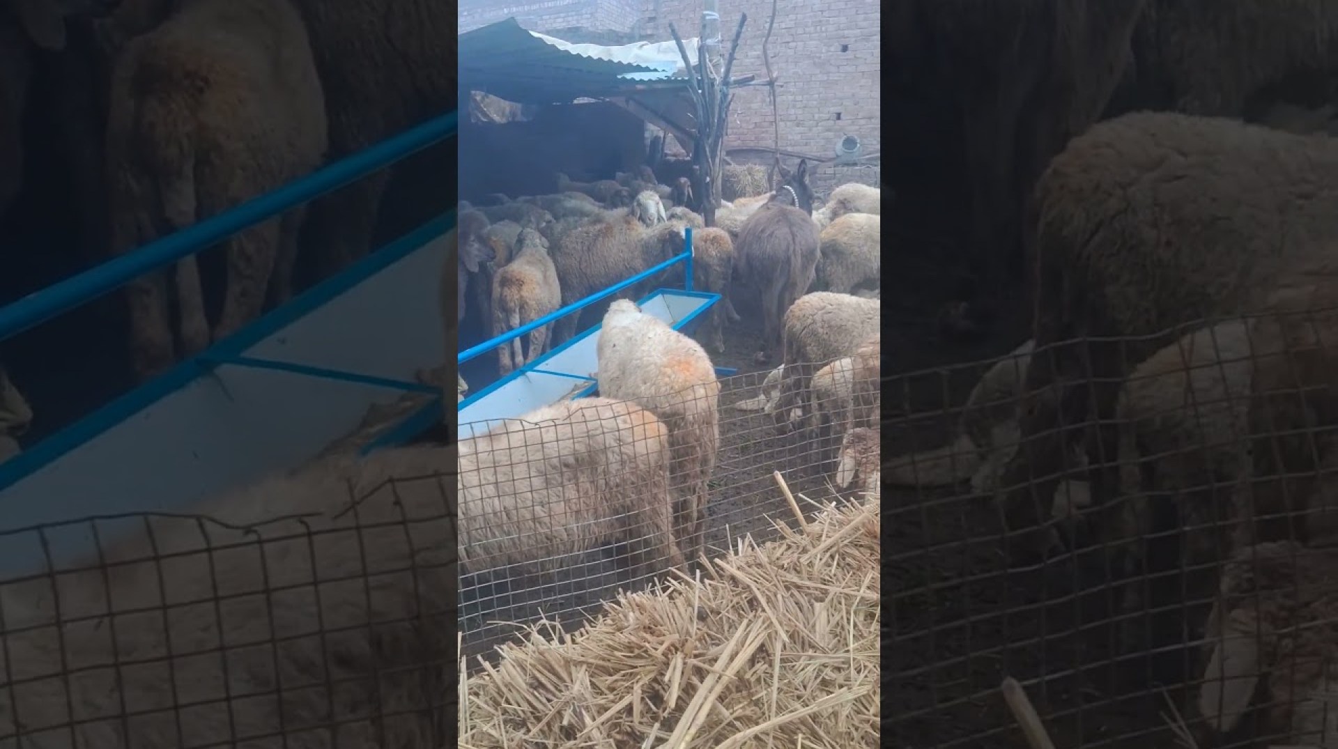 Sheep farming Village #agriculture #farming Sheep farming Village #agriculture #farming