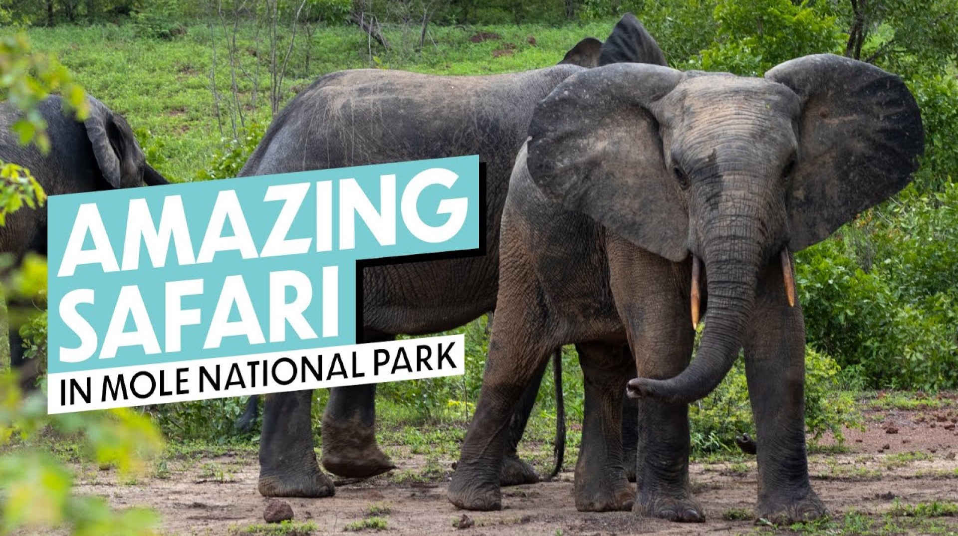 Safari in Mole National Park, Ghana Video Safari in Mole National Park, Ghana Video