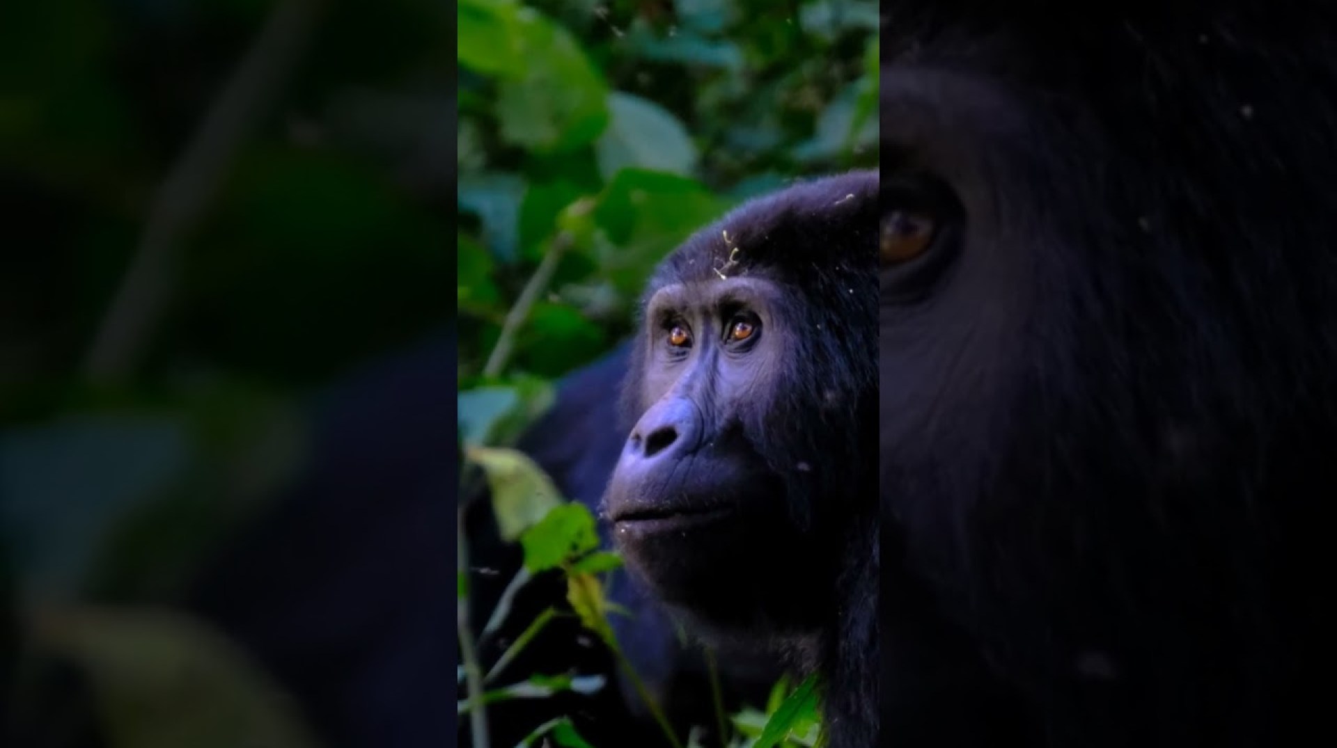 Uganda: The Pearl of Africa – A Journey Through Nature and Culture Uganda: The Pearl of Africa – A Journey Through Nature and Culture