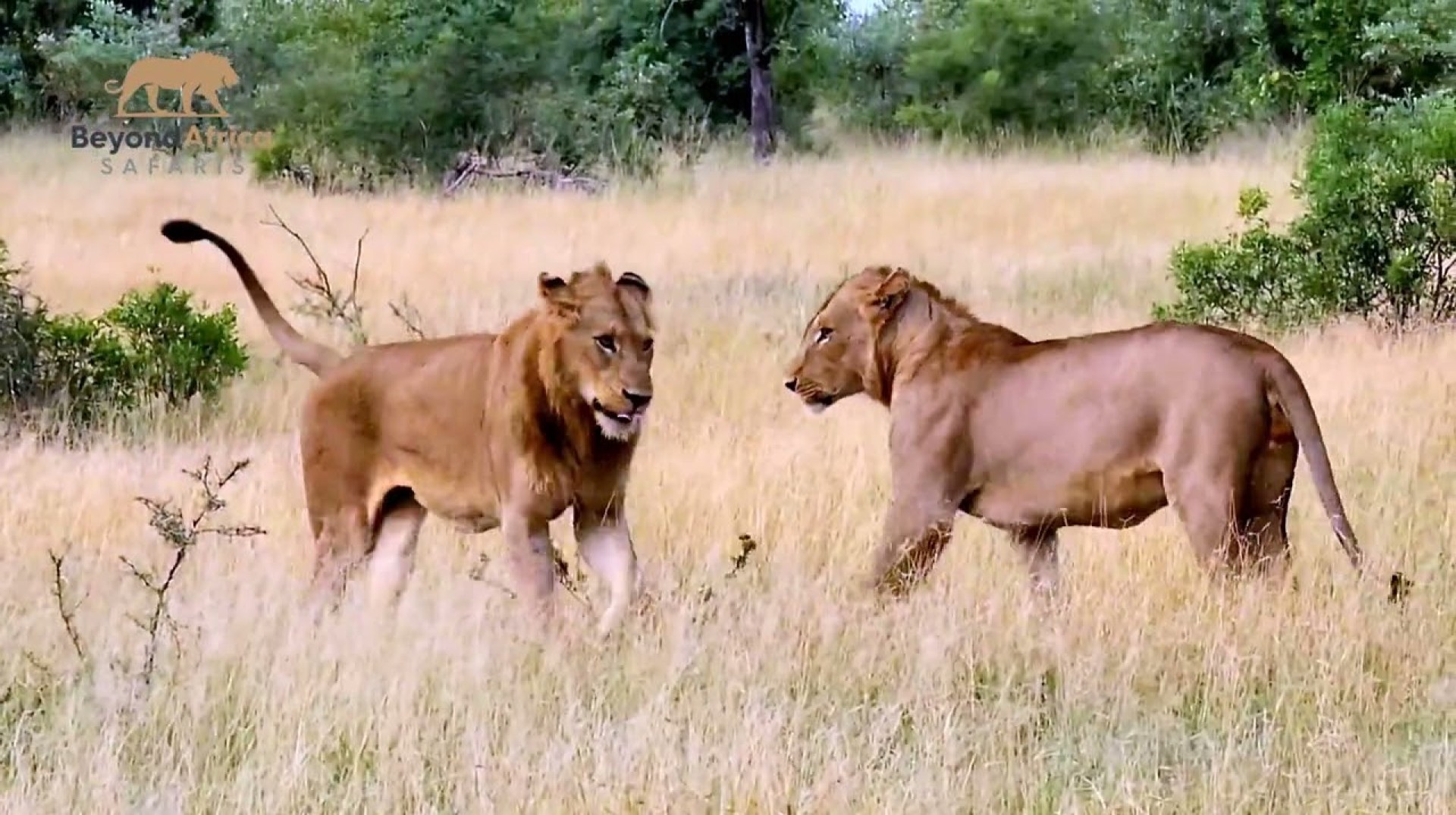 Lion's Secret Playtime in Kruger Park #wildlife Lion's Secret Playtime in Kruger Park #wildlife