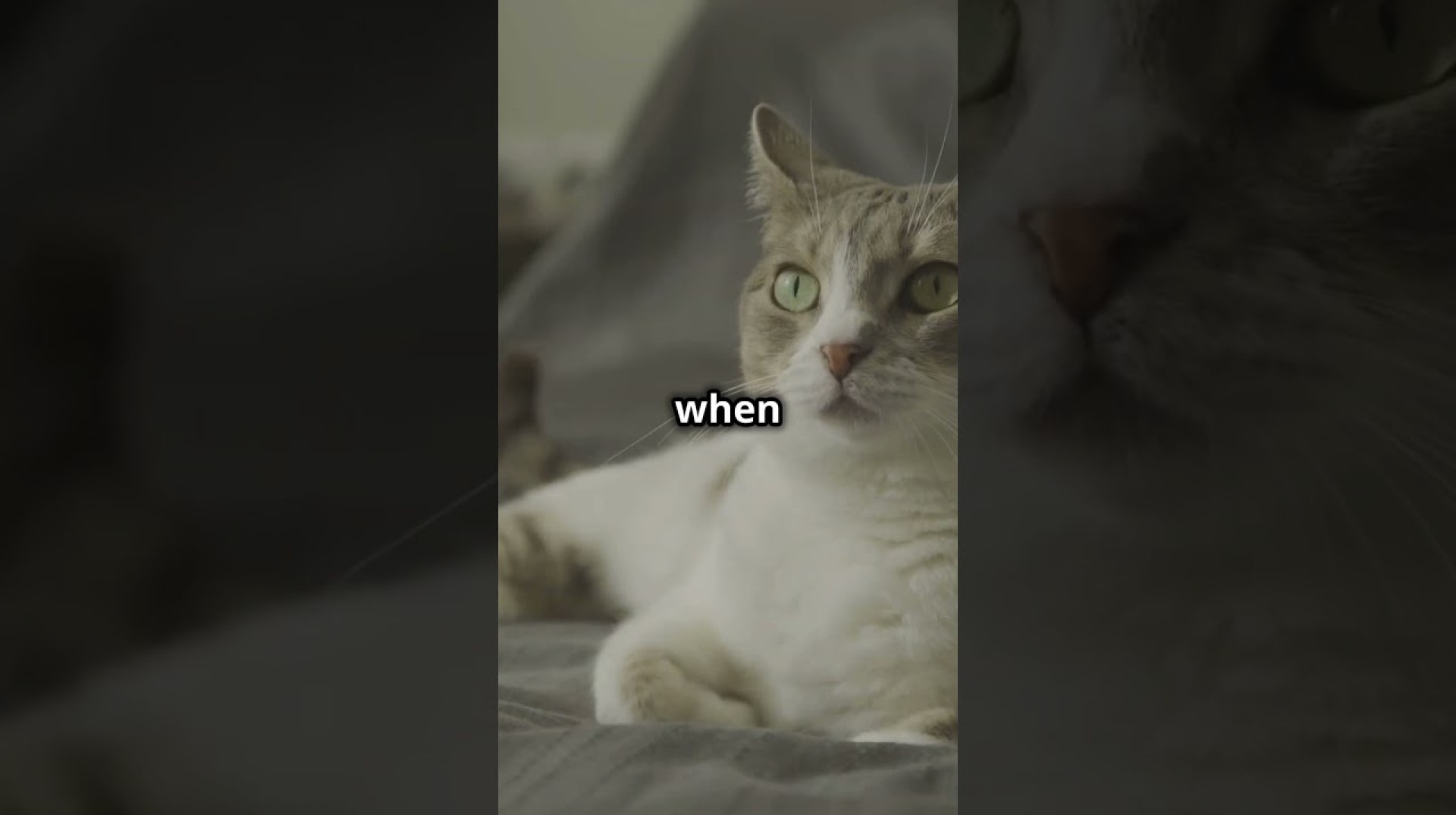 Curiosities About Cat Purring: It’s Not Just Happiness Curiosities About Cat Purring: It’s Not Just Happiness