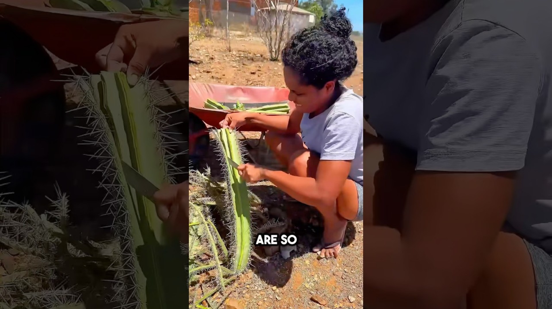South African eating cactus cactus South African eating cactus cactus