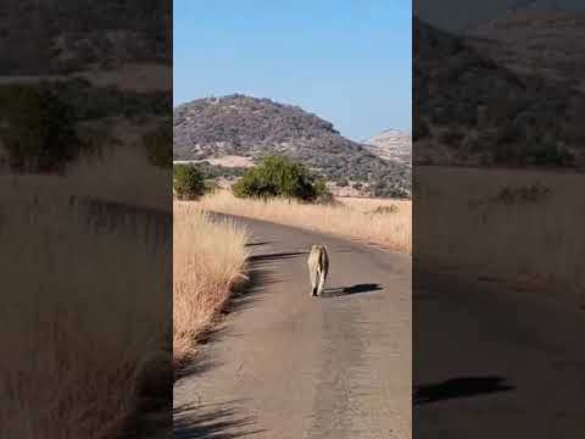 Secrets of the Lion in Kruger #wildlife Secrets of the Lion in Kruger #wildlife
