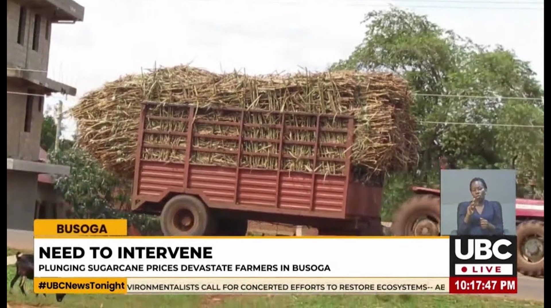 SUGARCANE PRICES IN BUSOGA DROP FROM 250,000/= TO 50,000/= PER TON, DEEPENING ECONOMIC HARDSHIPS. SUGARCANE PRICES IN BUSOGA DROP FROM 250,000/= TO 50,000/= PER TON, DEEPENING ECONOMIC HARDSHIPS.