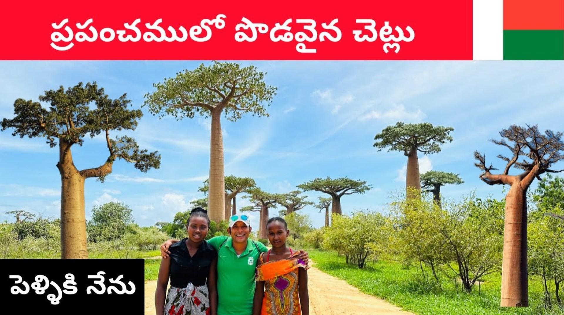 A giant Baobab tree in morondava madagascar A giant Baobab tree in morondava madagascar