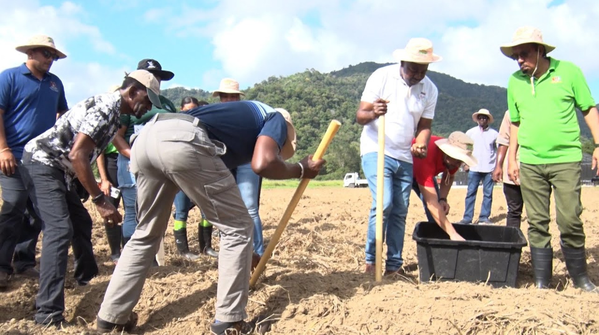 Ghana Yam Varieties To Be Grown Locally Ghana Yam Varieties To Be Grown Locally