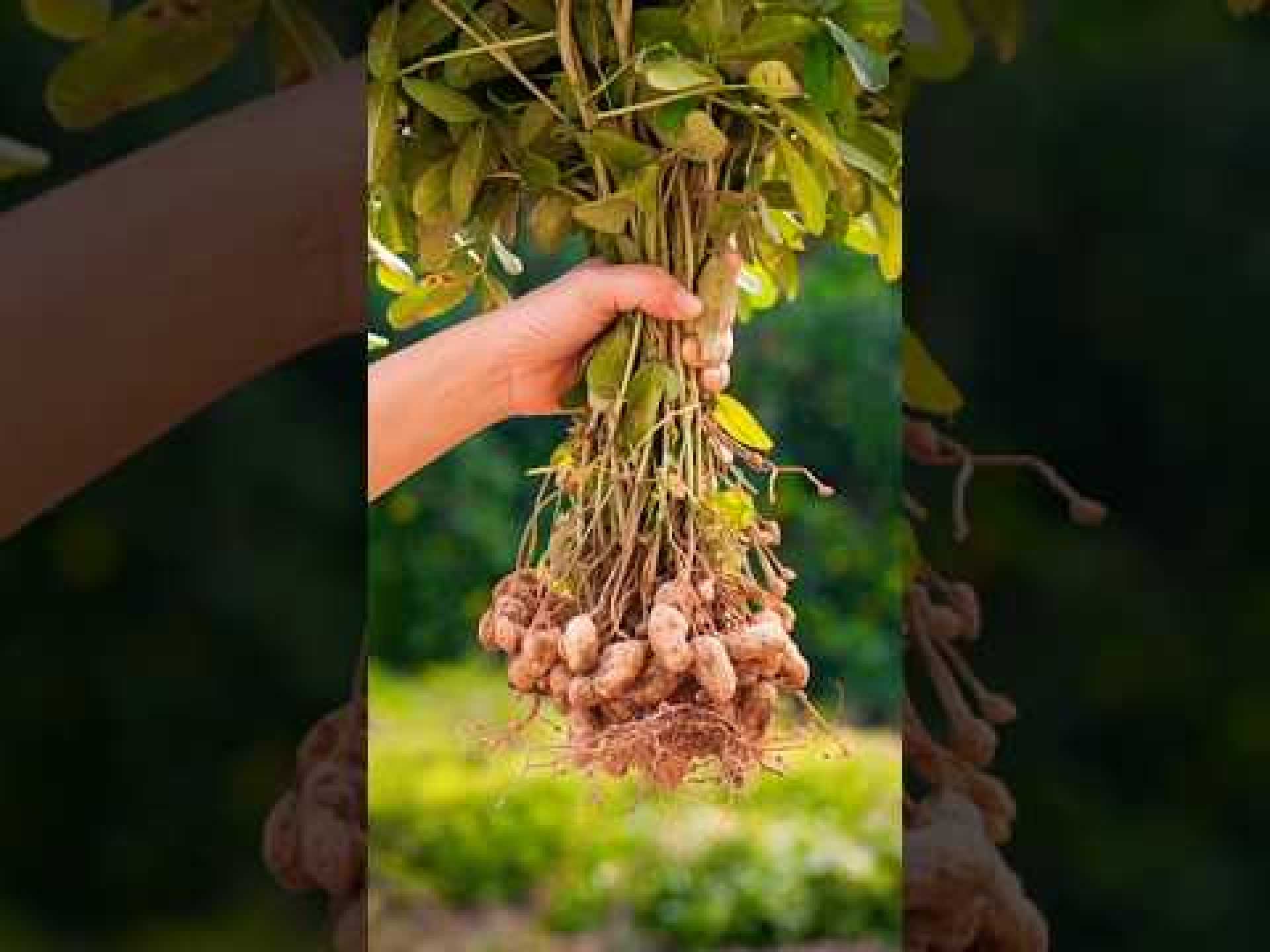 How to grow peanut plant at home in a bucket How to grow peanut plant at home in a bucket