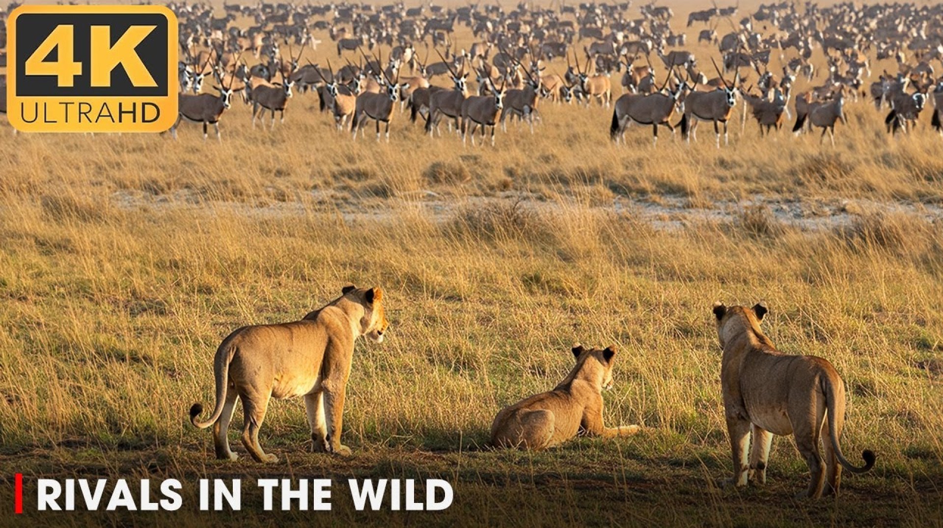 RIVALS IN THE WILD: The Lions Pride in Animal Kingdom | Nature Animal Documentary RIVALS IN THE WILD: The Lions Pride in Animal Kingdom | Nature Animal Documentary