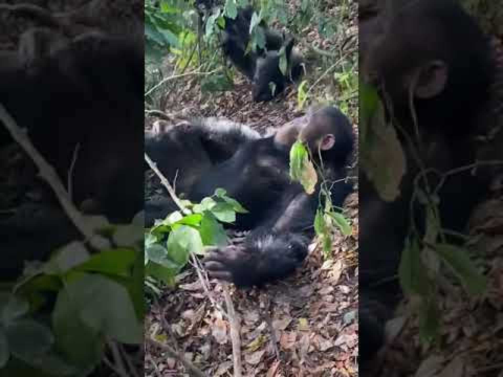 Chimpanzee trekking in #Kibale Forest National Park #chimpanzeetrekking #chimpanzee #uganda #travel Chimpanzee trekking in #Kibale Forest National Park #chimpanzeetrekking #chimpanzee #uganda #travel