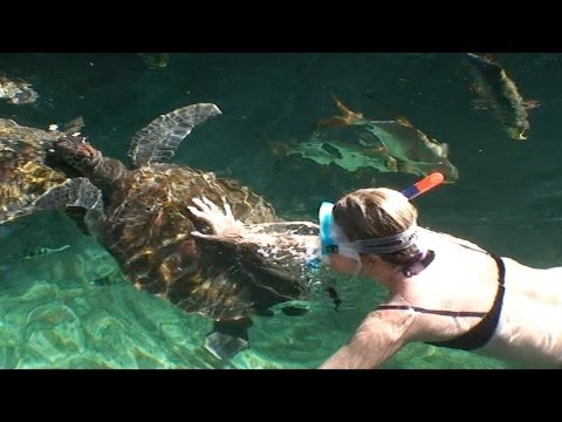 SWIMMING WITH TURTLES – TANZANIA SWIMMING WITH TURTLES – TANZANIA
