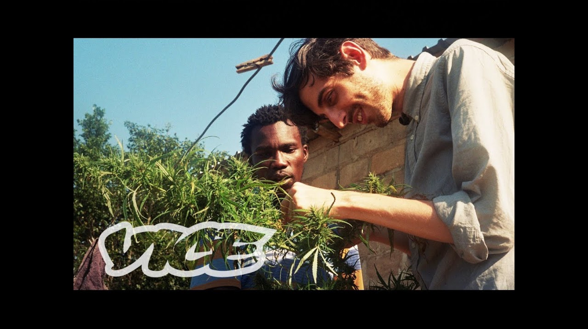 Swaziland: Gold Mine of Marijuana (Trailer) Swaziland: Gold Mine of Marijuana (Trailer)