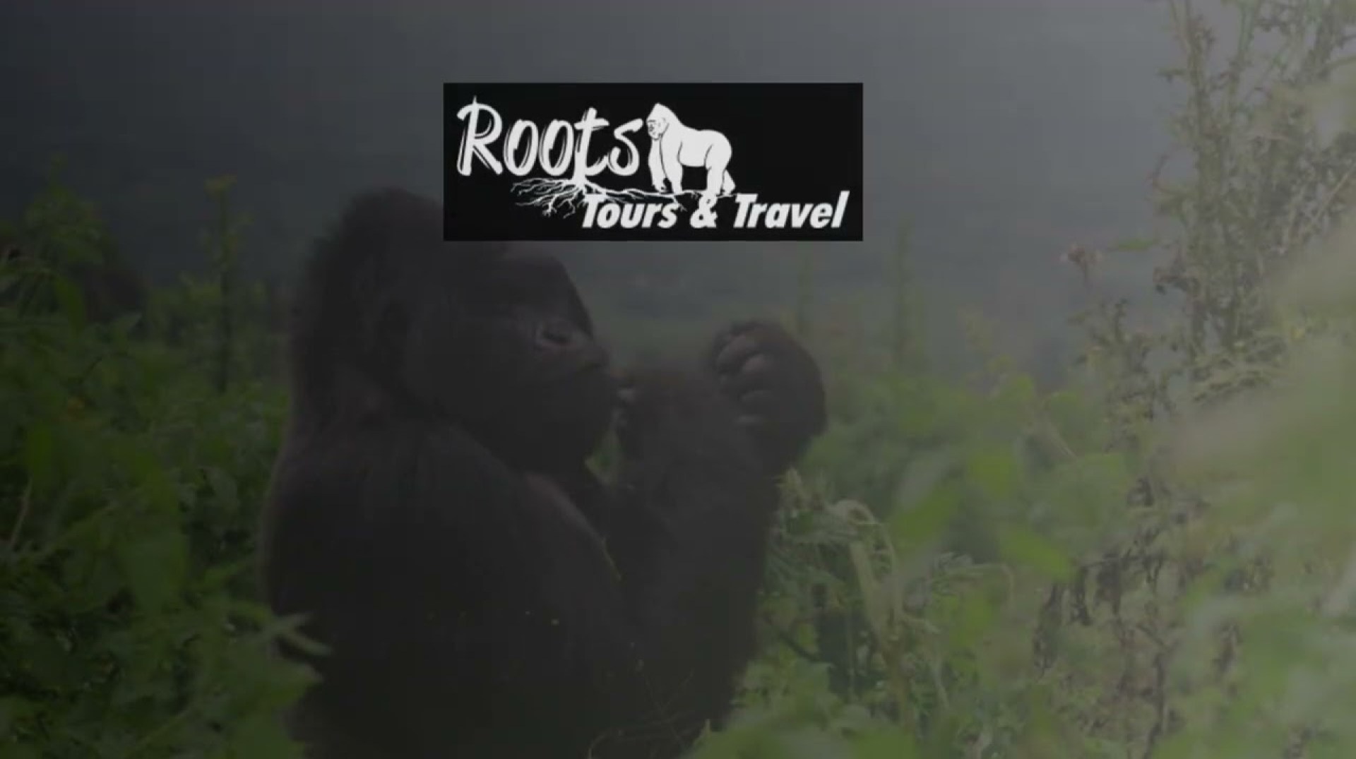 The Thrill of the Wild Planning Your Gorilla Trekking Tour in Uganda The Thrill of the Wild Planning Your Gorilla Trekking Tour in Uganda
