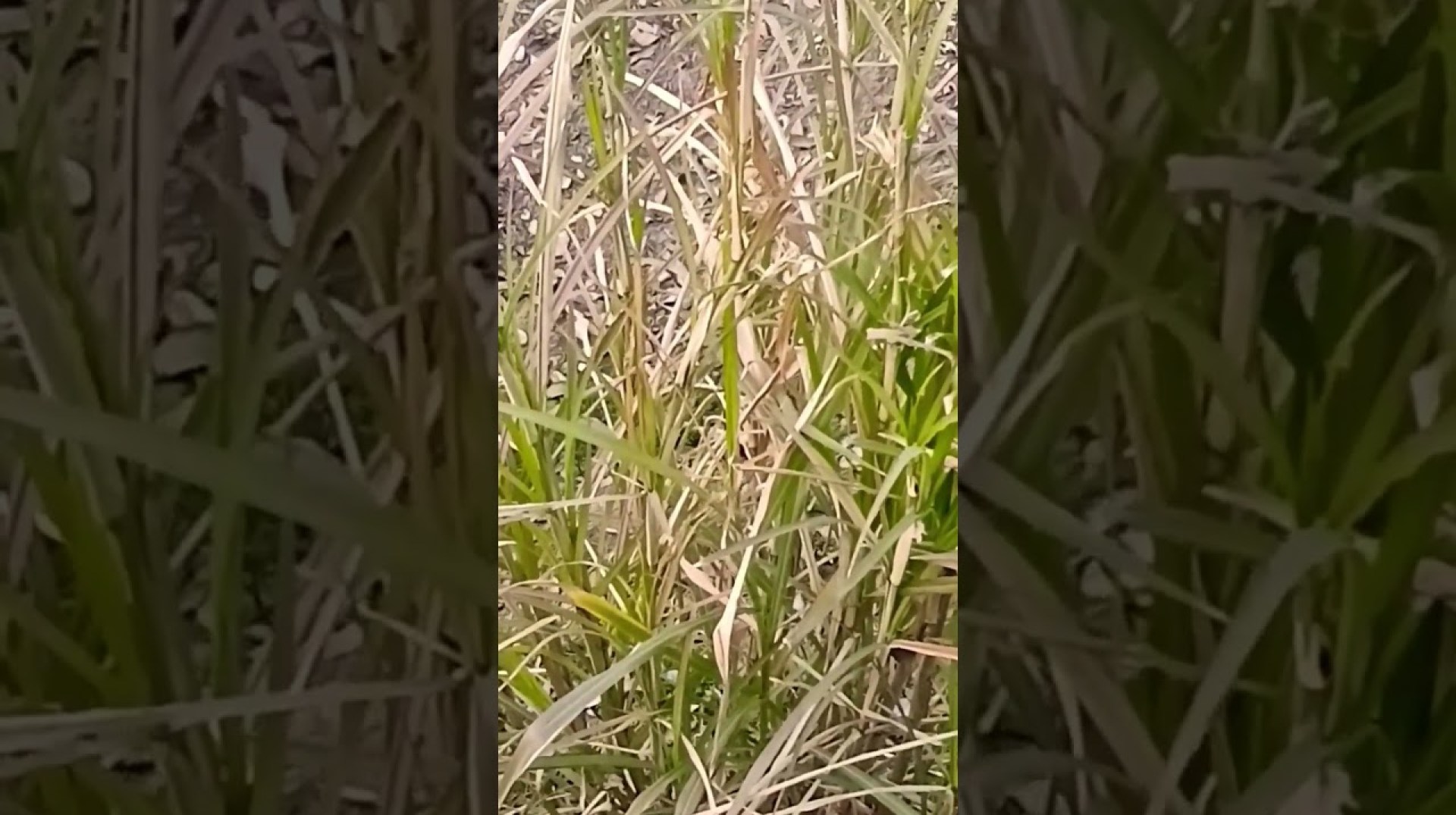 #Desi Ghana #nature #viralshortvideo #Desi Ghana #nature #viralshortvideo