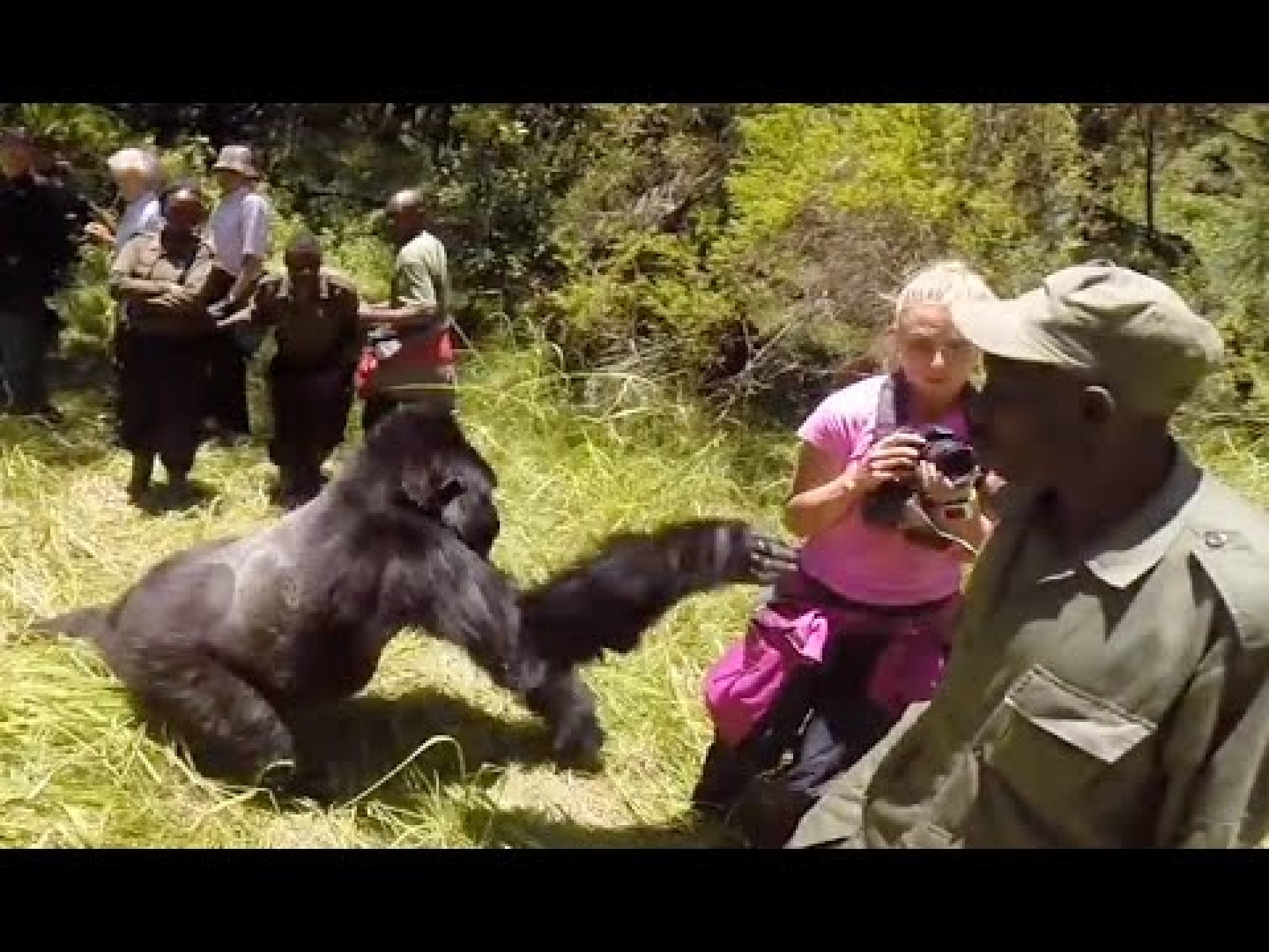 Gorilla attacks woman on honeymoon safari tour Gorilla attacks woman on honeymoon safari tour