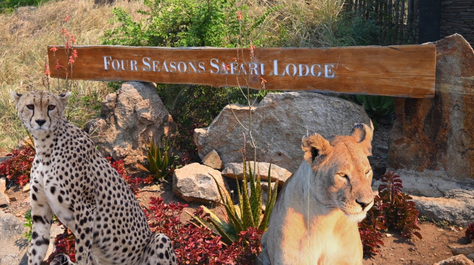 Four Seasons Serengeti Safari Lodge: Guest Tour & Review Four Seasons Serengeti Safari Lodge: Guest Tour & Review