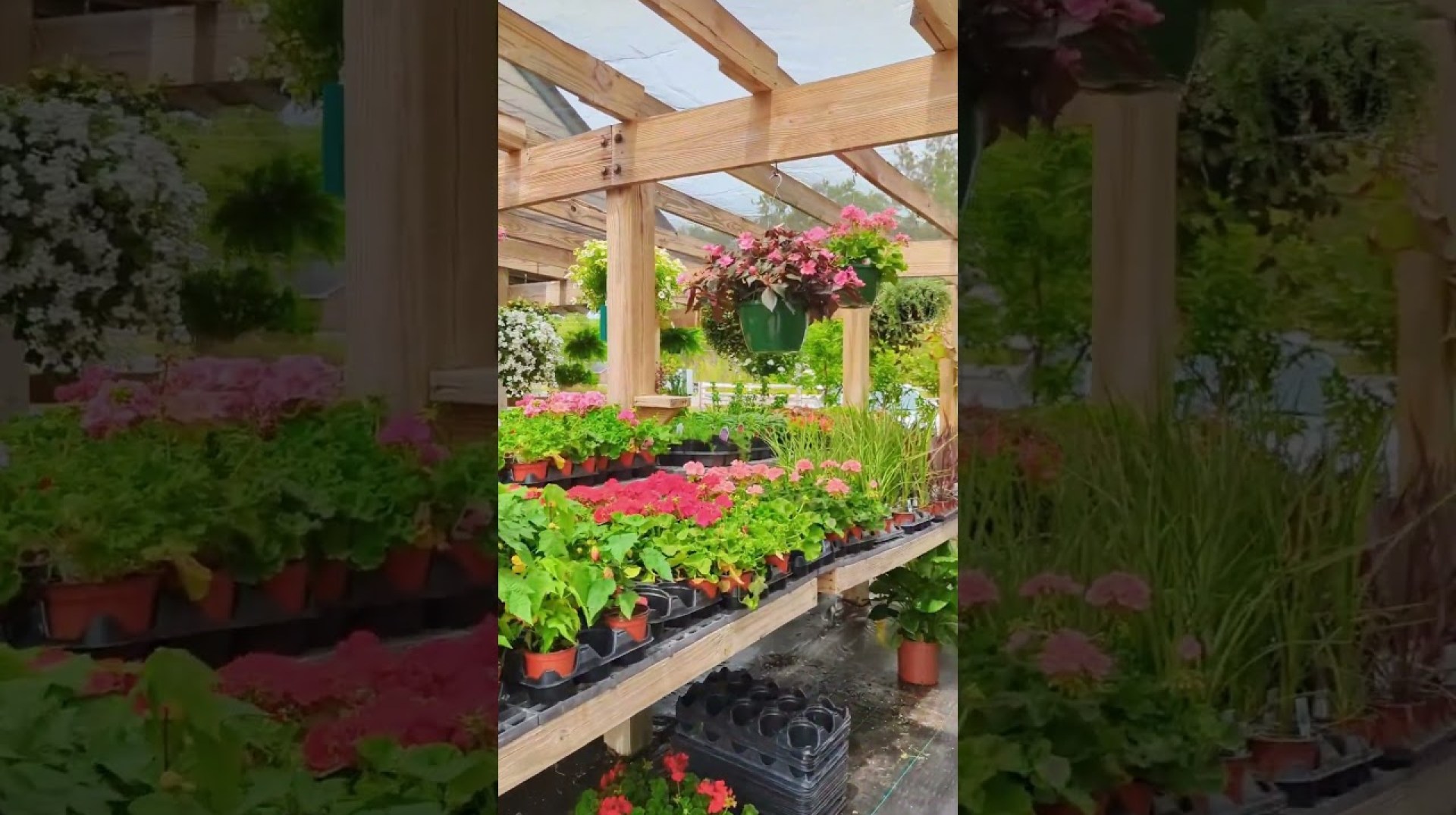 Local Spotlight: Southern Scapes Nursery in Statesboro, Ga Local Spotlight: Southern Scapes Nursery in Statesboro, Ga