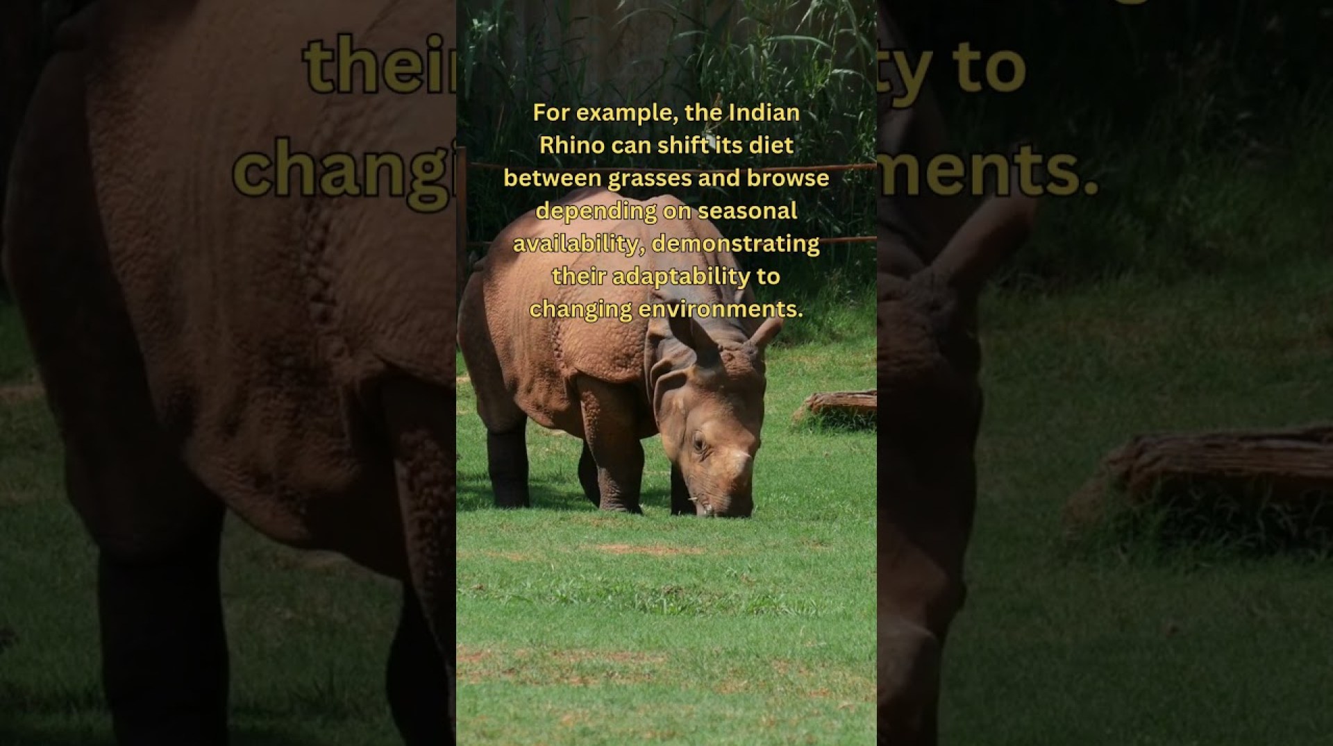 Rhinoceroses, Dietary Flexibility #Shorts Rhinoceroses, Dietary Flexibility #Shorts