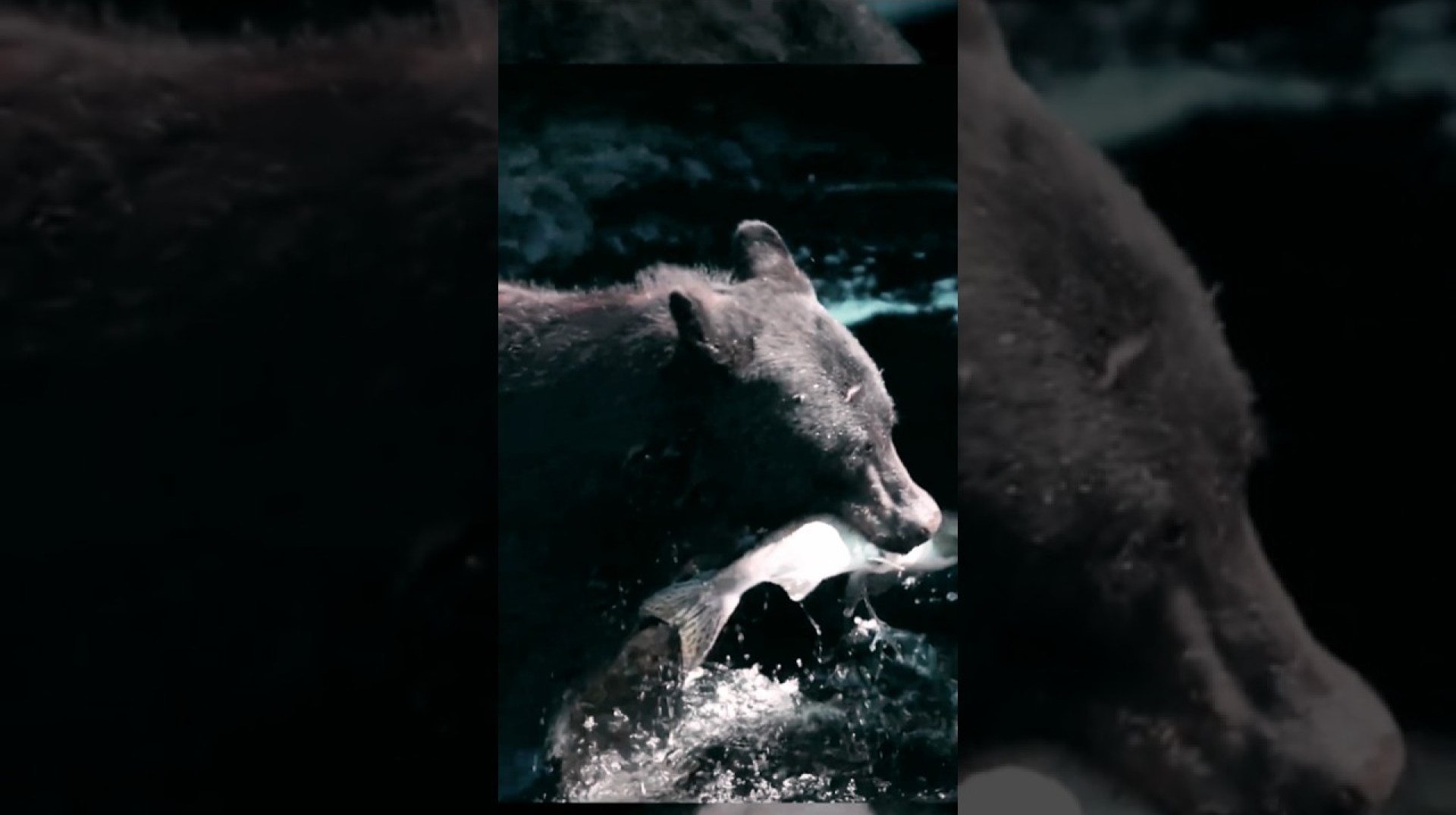 WILD Animals You Never Knew Existed! #shorts #shortsvideo #animals WILD Animals You Never Knew Existed! #shorts #shortsvideo #animals