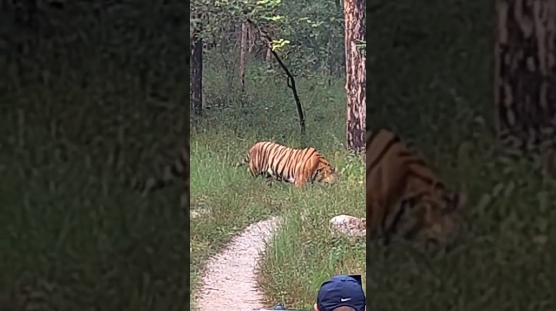 size huge male tiger #shortvideo #shortsviral #shortsyoutube #penchtigerreserve#tiger #shorts size huge male tiger #shortvideo #shortsviral #shortsyoutube #penchtigerreserve#tiger #shorts
