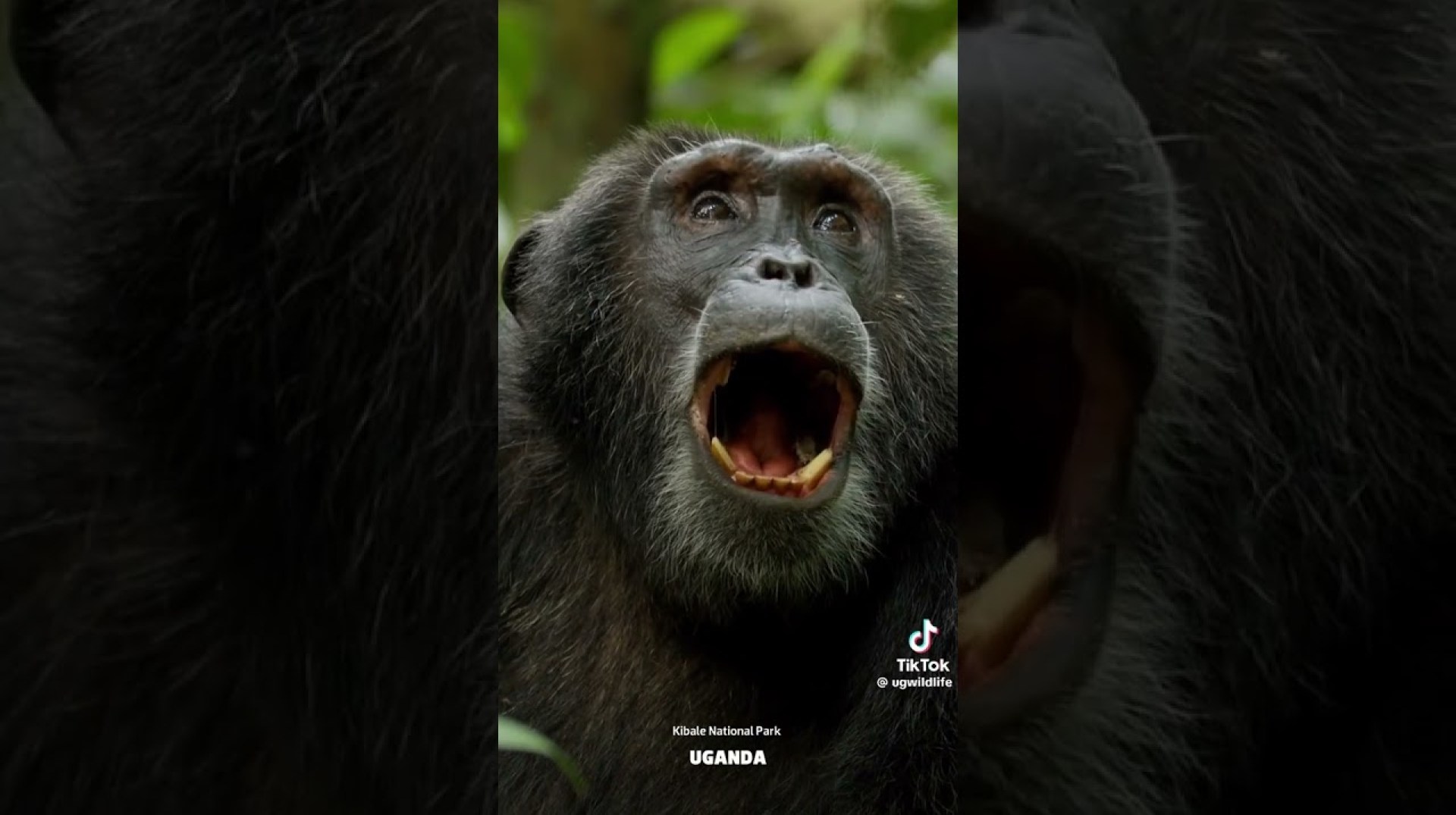 Chimpanzee Trekking in Kibale Forest National Park in Uganda #travel #uganda Chimpanzee Trekking in Kibale Forest National Park in Uganda #travel #uganda