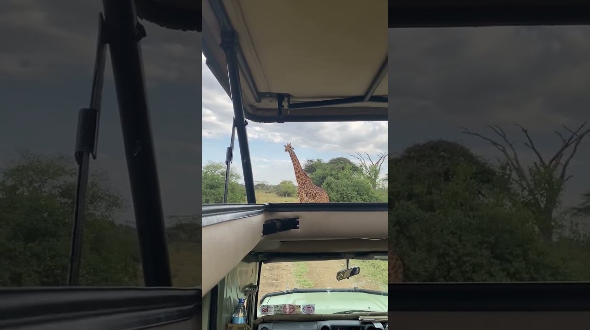 Unforgettable Jeep Safari With Giraffe #africansafari #shadowsofafrica Unforgettable Jeep Safari With Giraffe #africansafari #shadowsofafrica