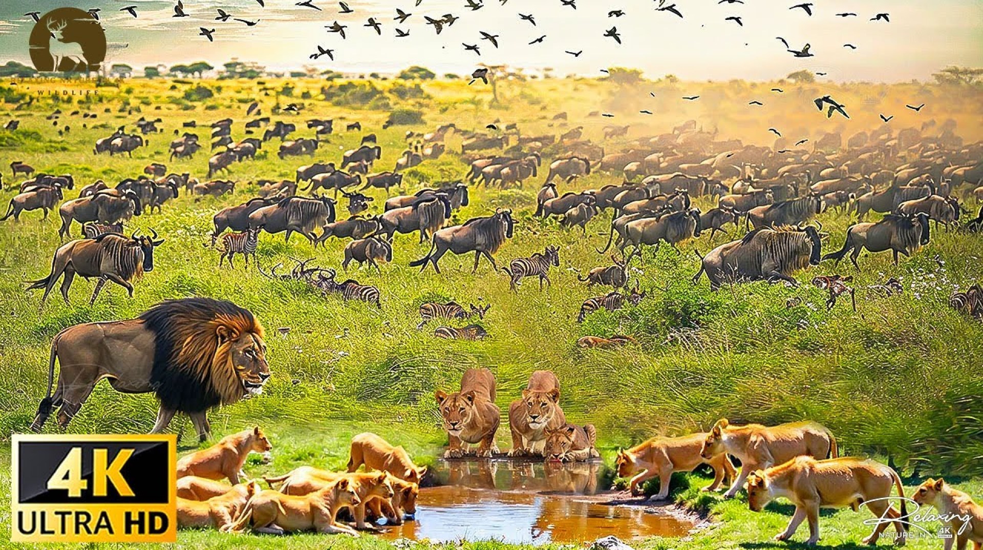 4K African Wildlife: Greatest Migration from Tanzania to Kenya | Nature Animal Documentary 4K African Wildlife: Greatest Migration from Tanzania to Kenya | Nature Animal Documentary