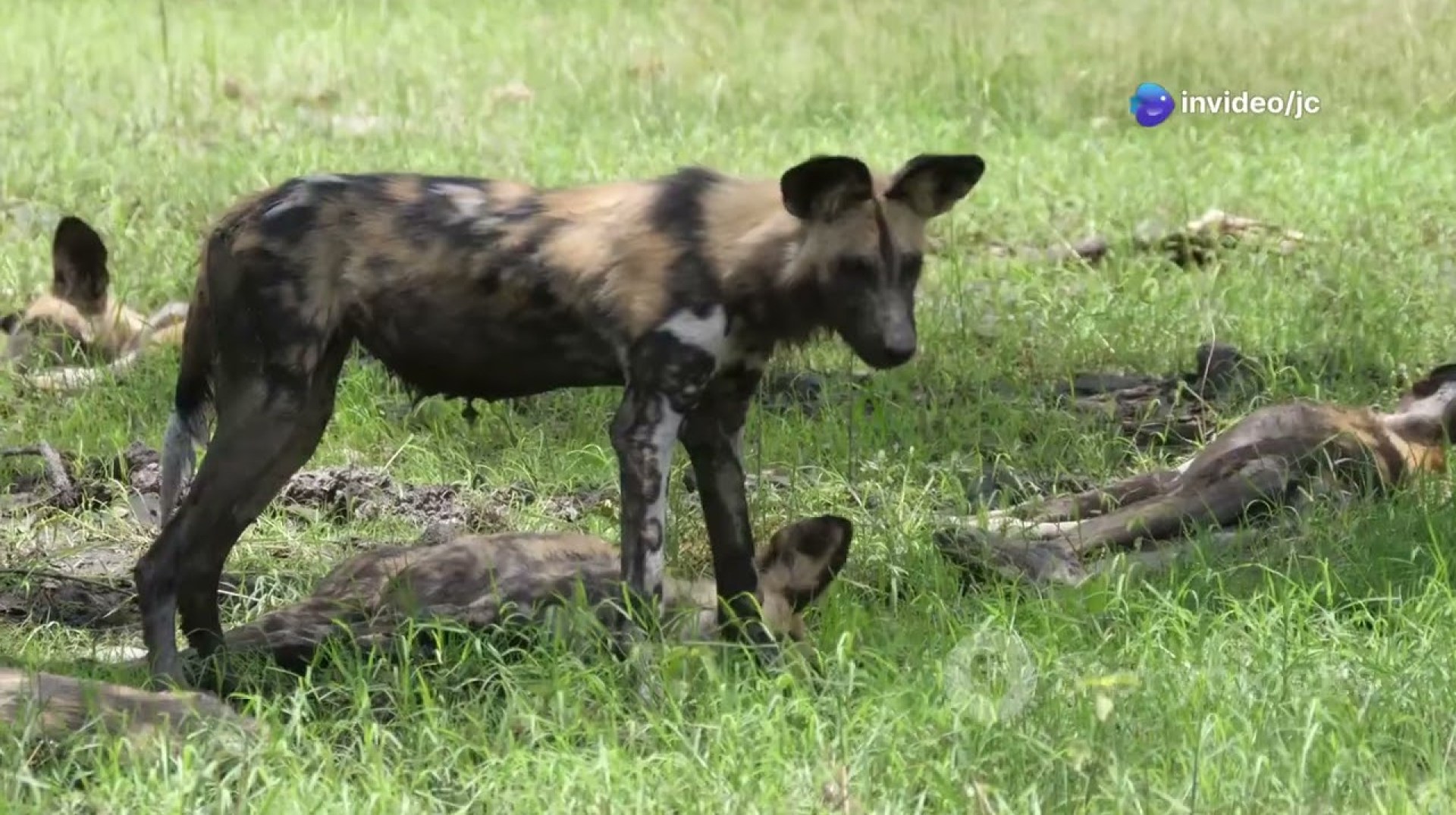 Conservation in Djibouti: Protecting Endangered Species #animal2024 #wildlife Conservation in Djibouti: Protecting Endangered Species #animal2024 #wildlife