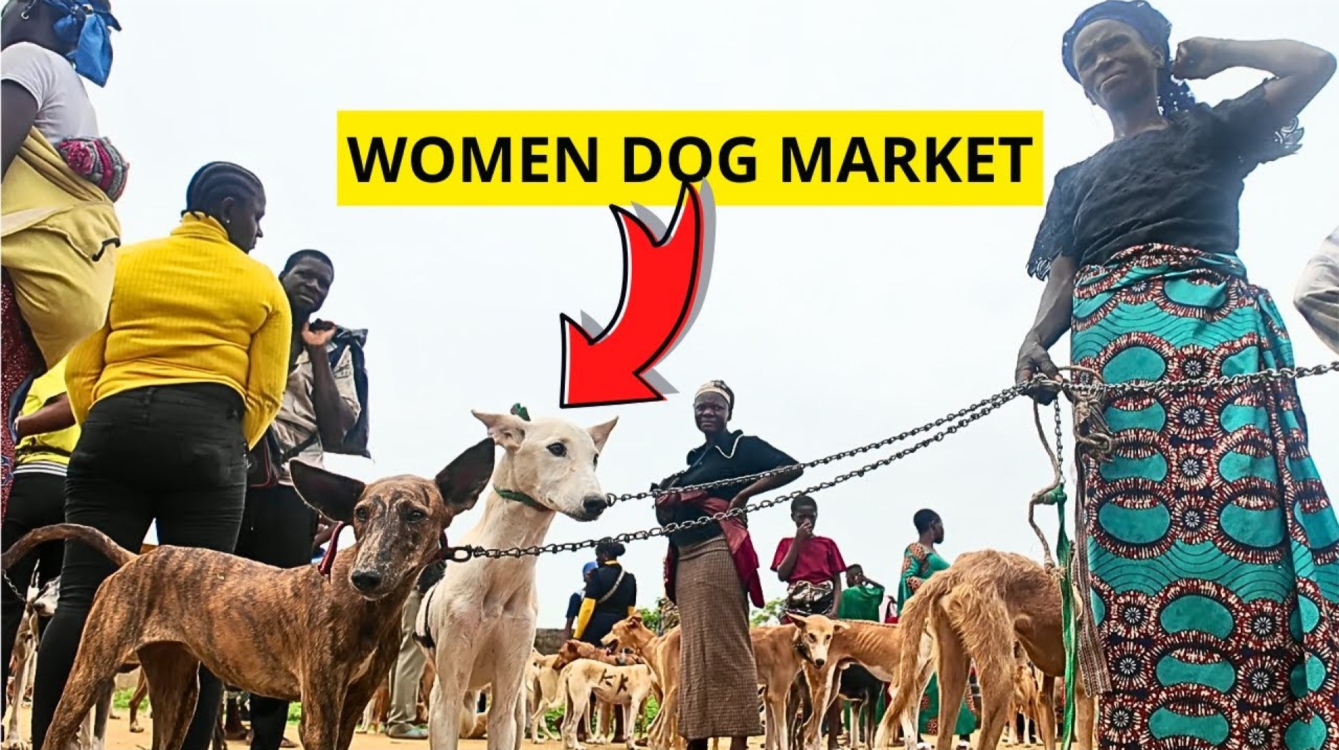 The DOG Market You Never Knew Existed in Nigeria The DOG Market You Never Knew Existed in Nigeria
