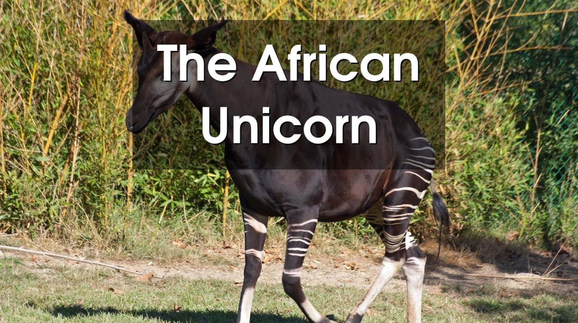 What is the African Unicorn? What is the African Unicorn?