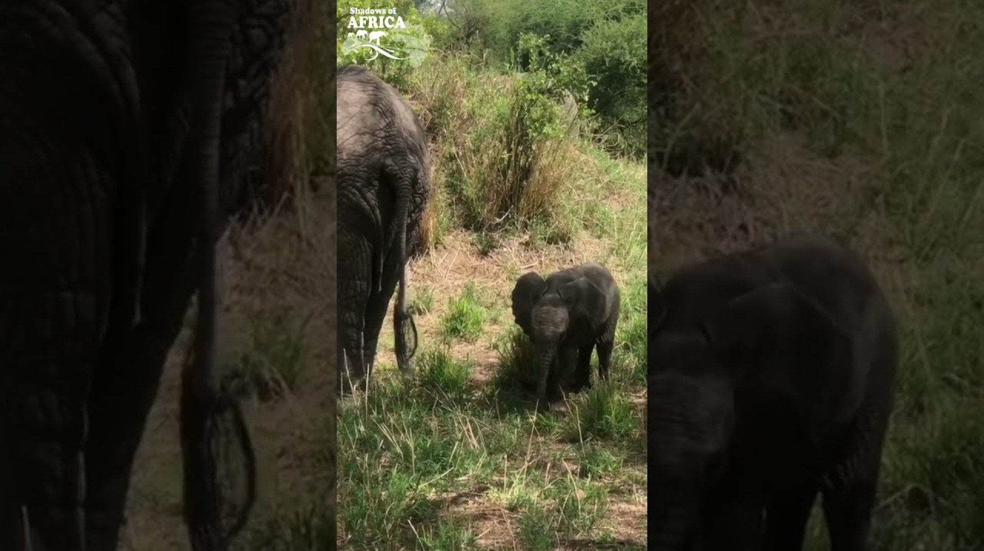 Baby Animals on Safari Baby Animals on Safari