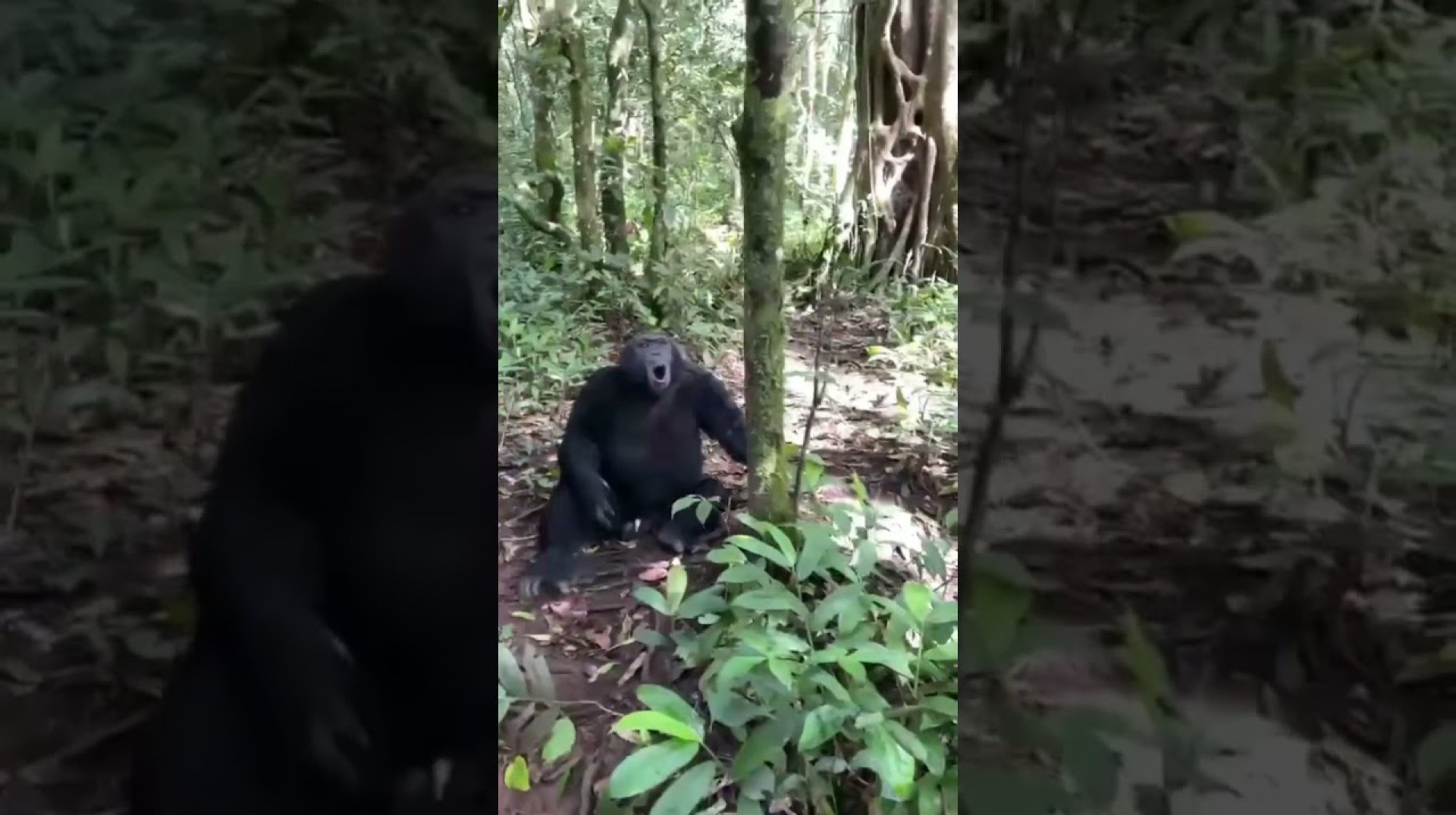 Chimps/Gorilla Trekking Uganda#animals #travel #nature #safari Chimps/Gorilla Trekking Uganda#animals #travel #nature #safari