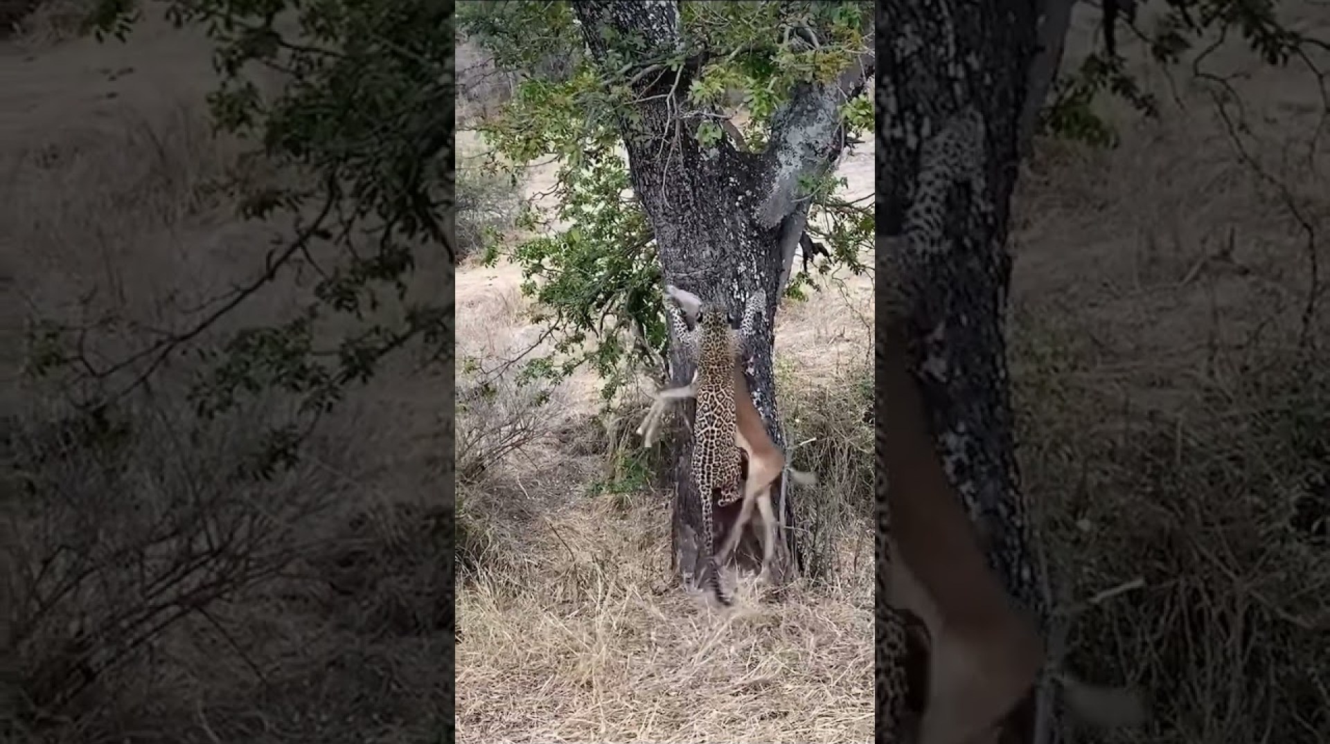 #animals #wildlife #krugernationalpark #leopard #africanlionsafari #wow #experience #lion #shorts #animals #wildlife #krugernationalpark #leopard #africanlionsafari #wow #experience #lion #shorts